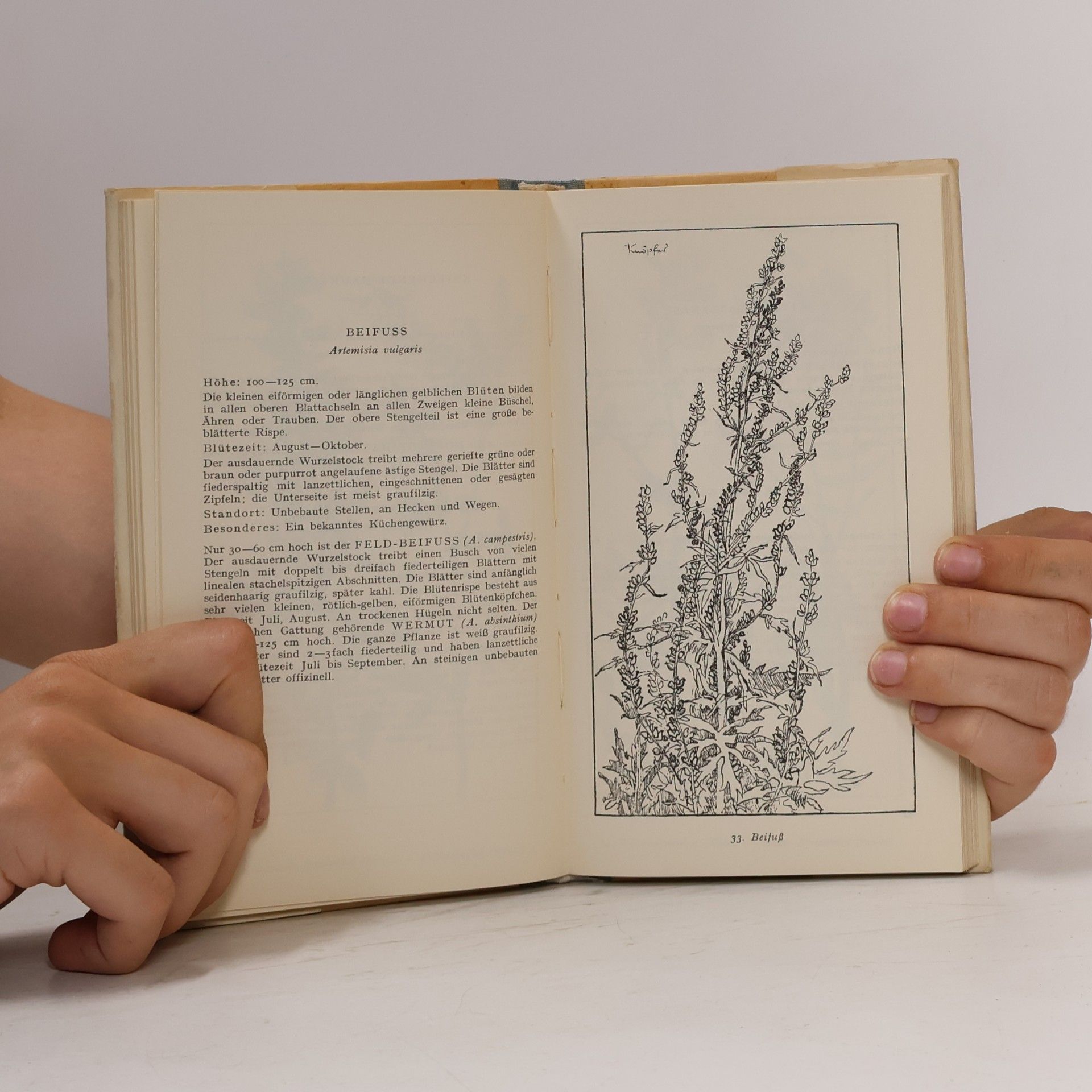 Fritz Koch Taschenbuch der heimischen Sommerblumen I