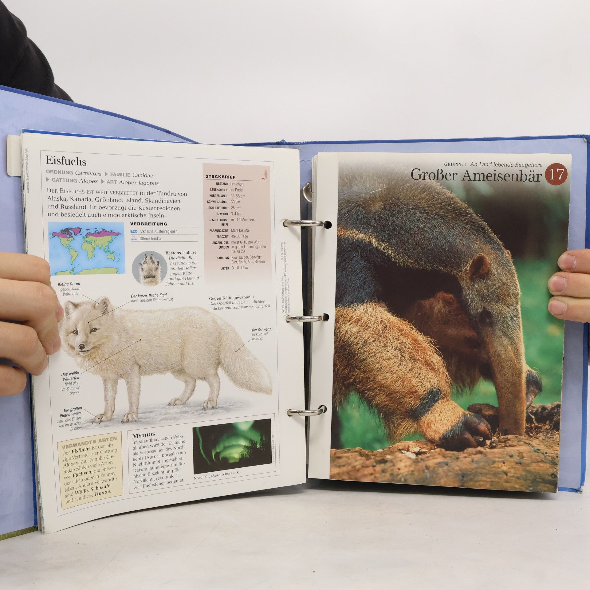 kolektiv Das wunderbare Reich der Tiere 1
