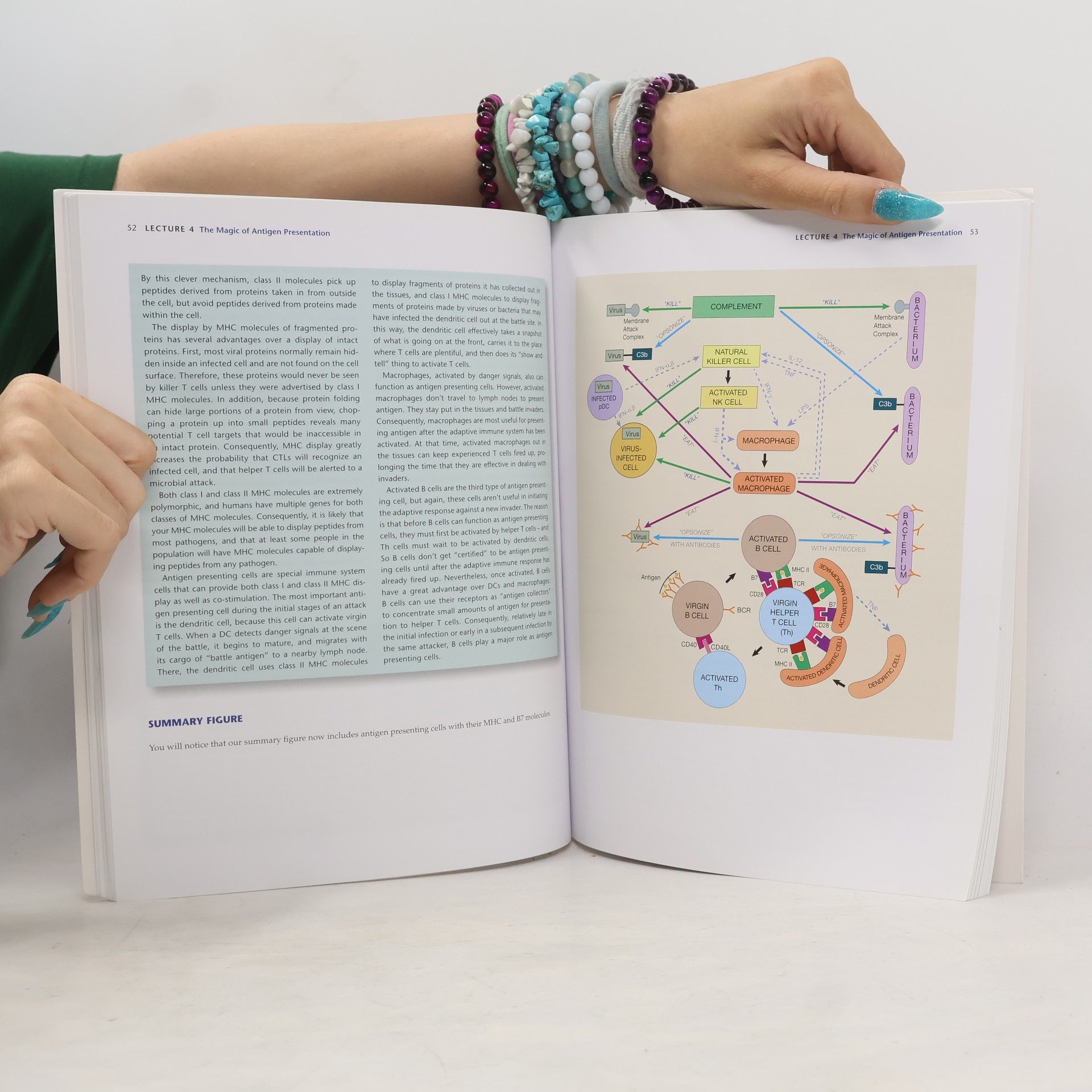 Lauren M. Sompayrac How the Immune System Works