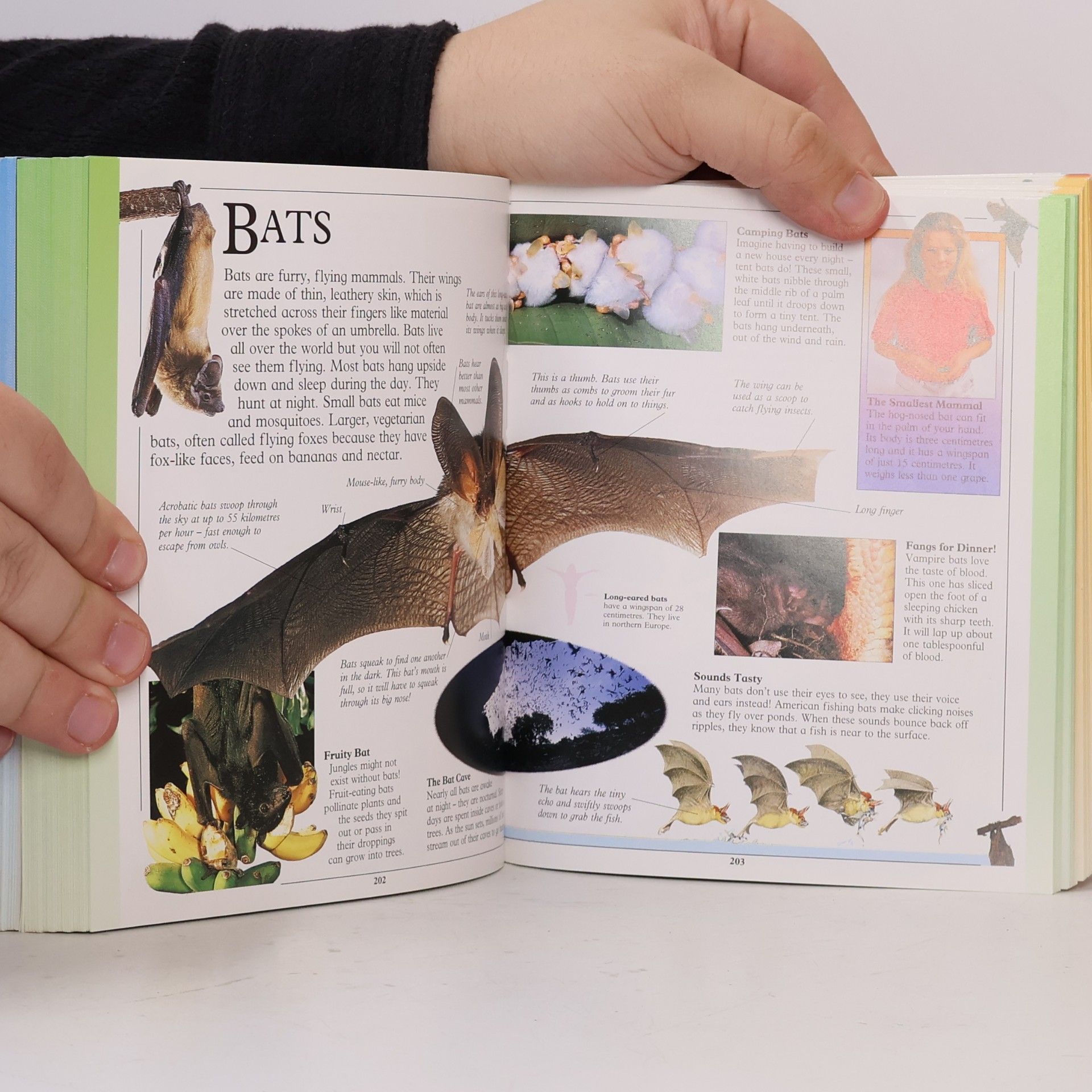 Sarah Phillips Big Book of Knowledge. The No.1 First Encyclopedia
