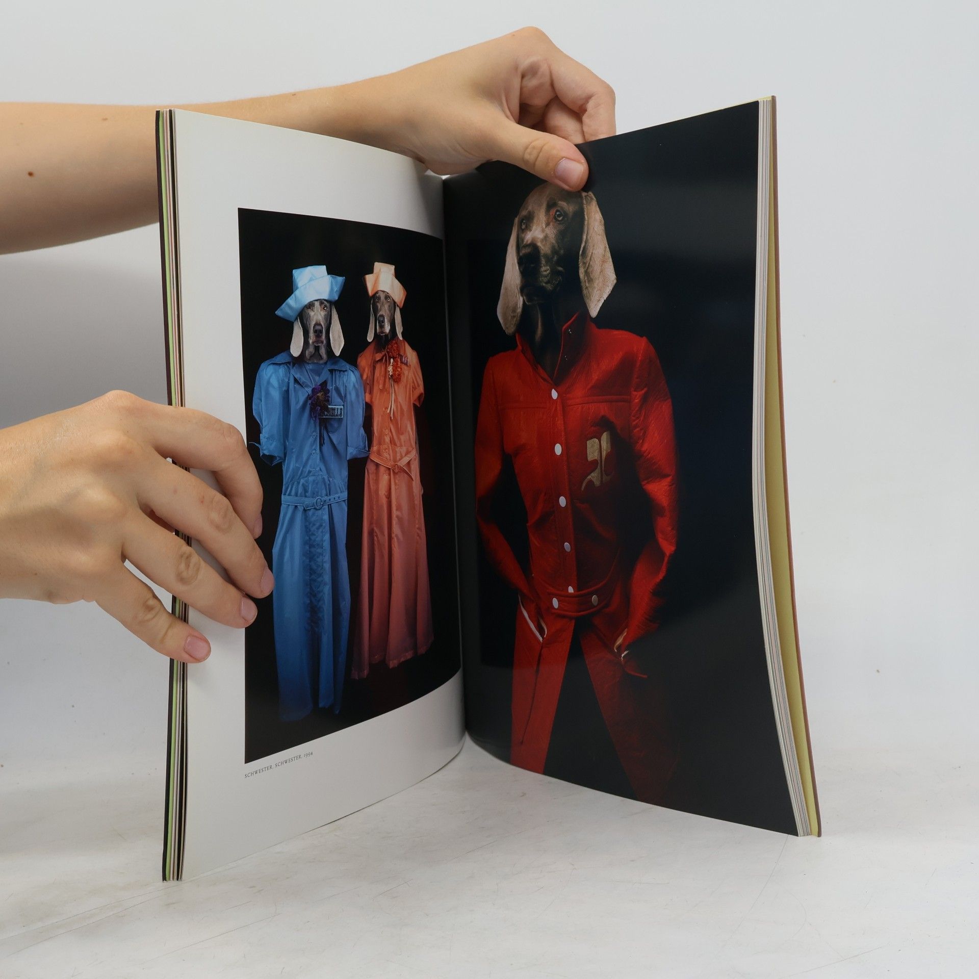 William Wegman Modephotographien