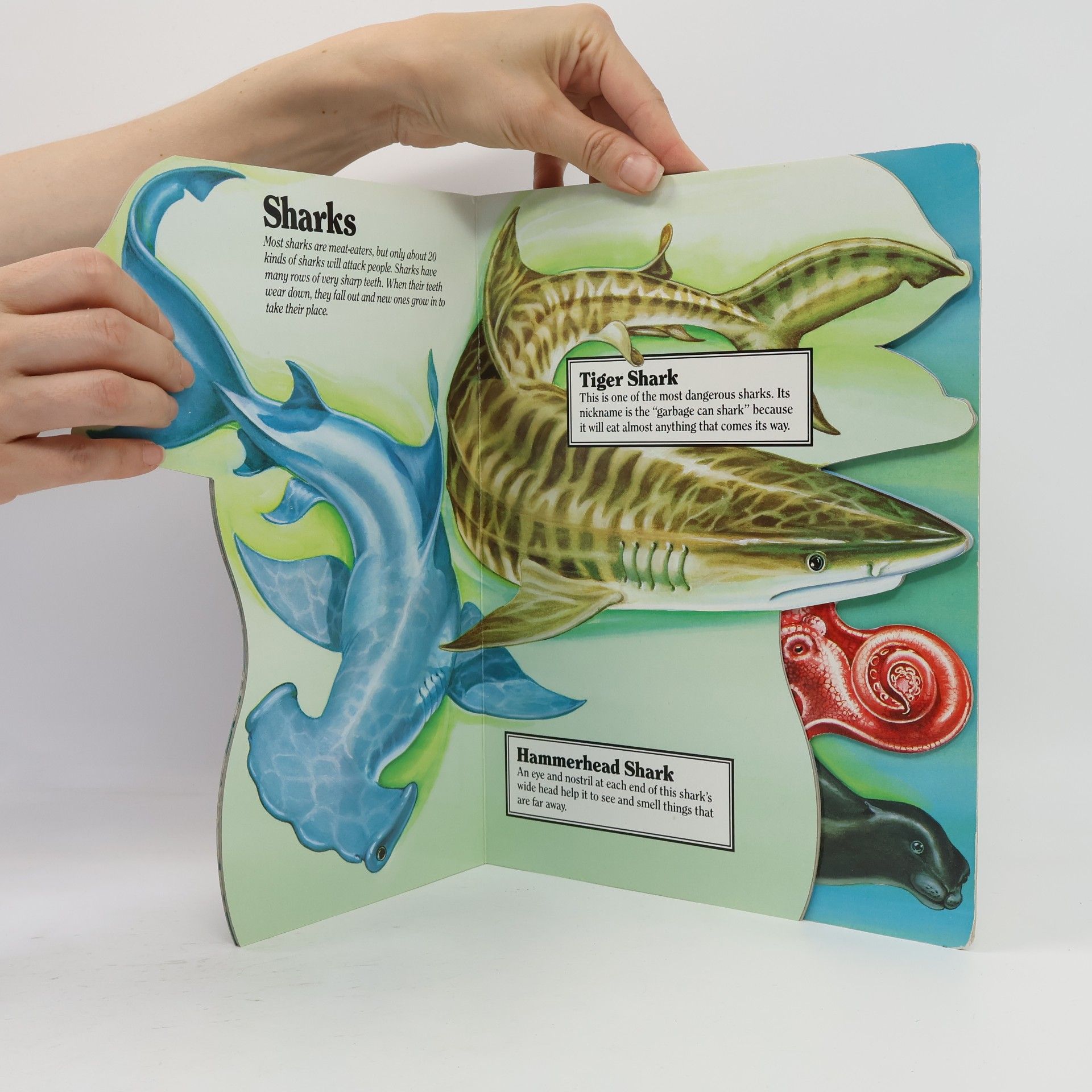 Judy Nayer At Your Fingertips Series: Sea Creatures