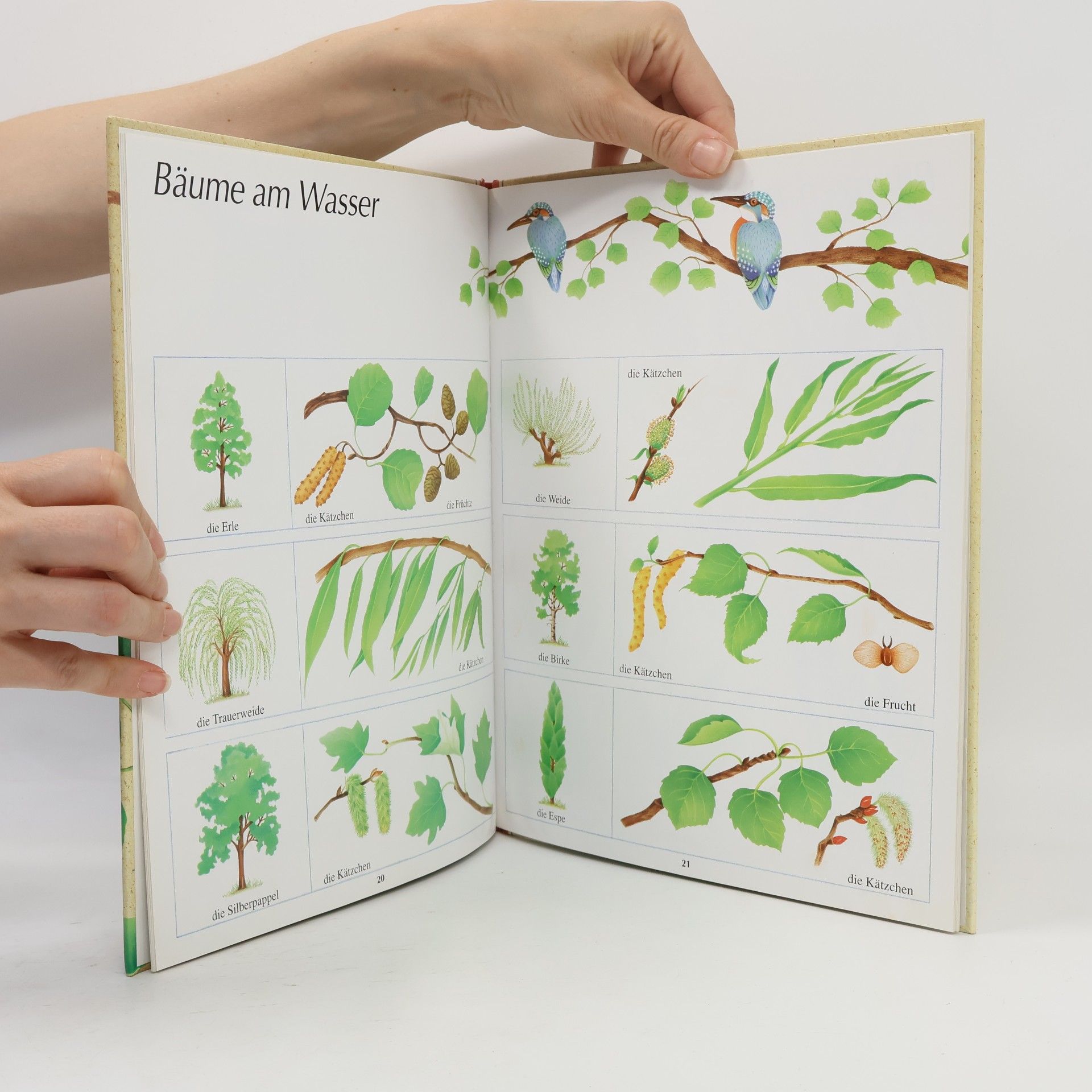 Yvette Barbetti Mein grosses Bilderbuch der Natur