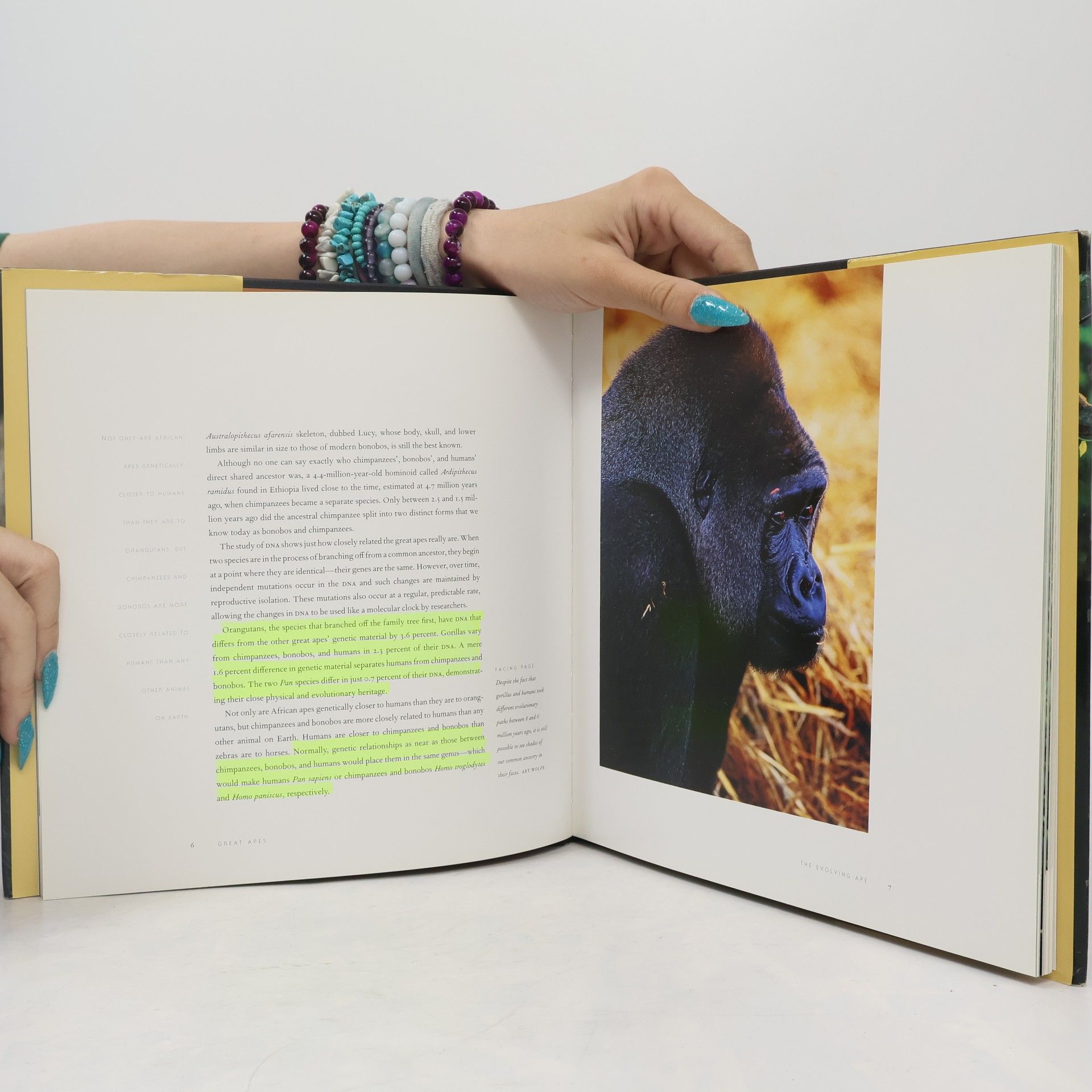 Michelle A. Gilders The Nature of Great Apes