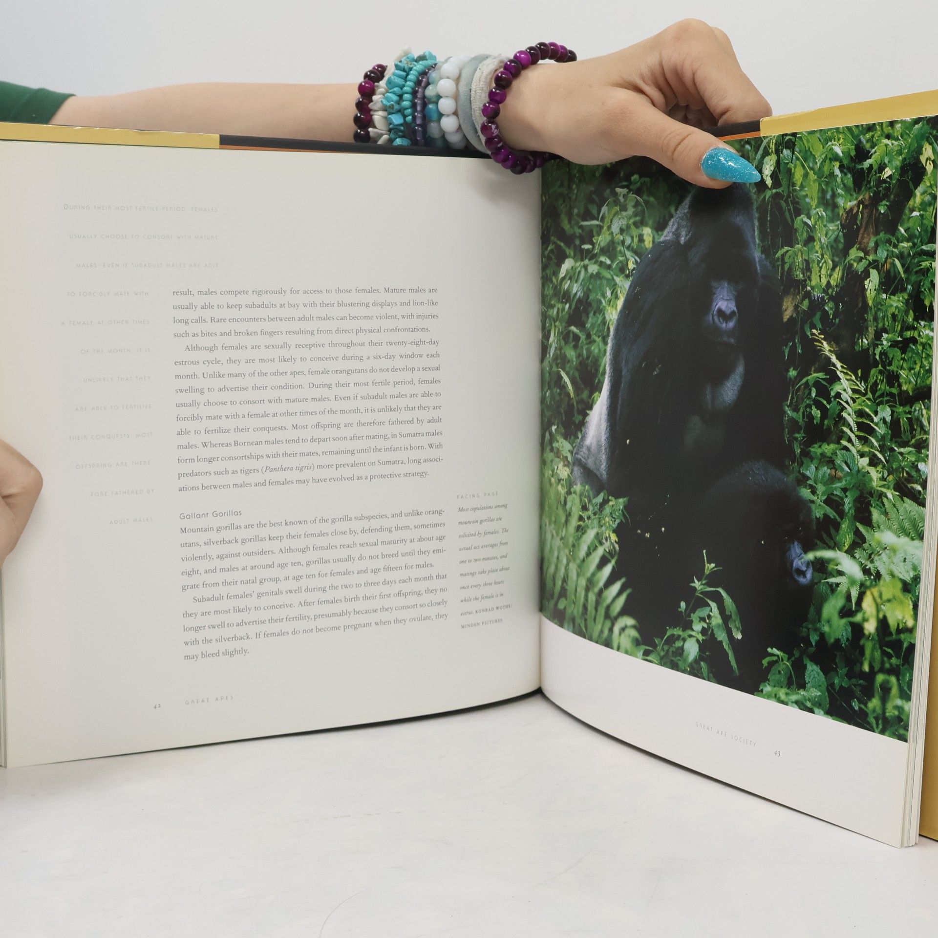 Michelle A. Gilders The Nature of Great Apes