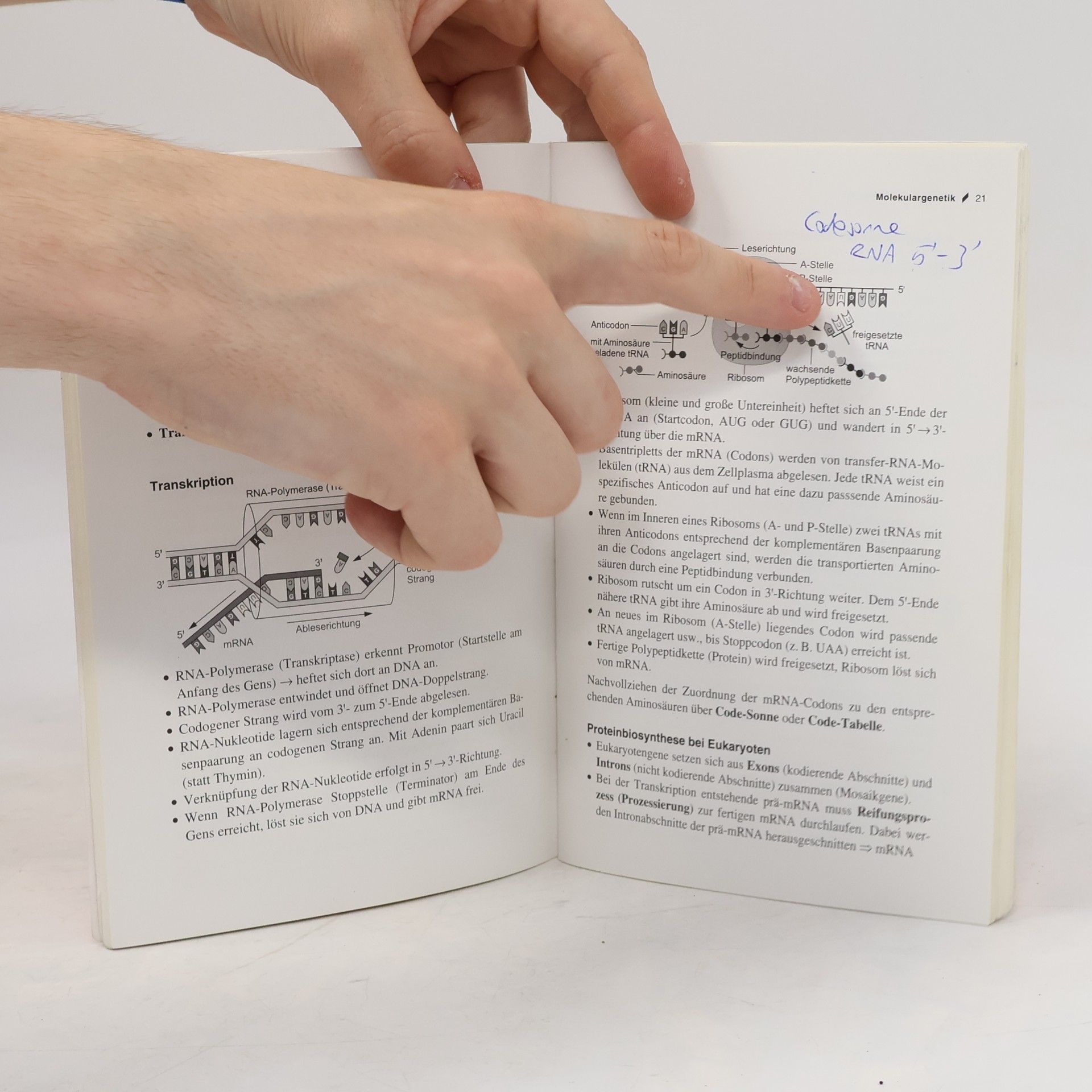 Autorenkollektiv Abitur Skript. Biologie.