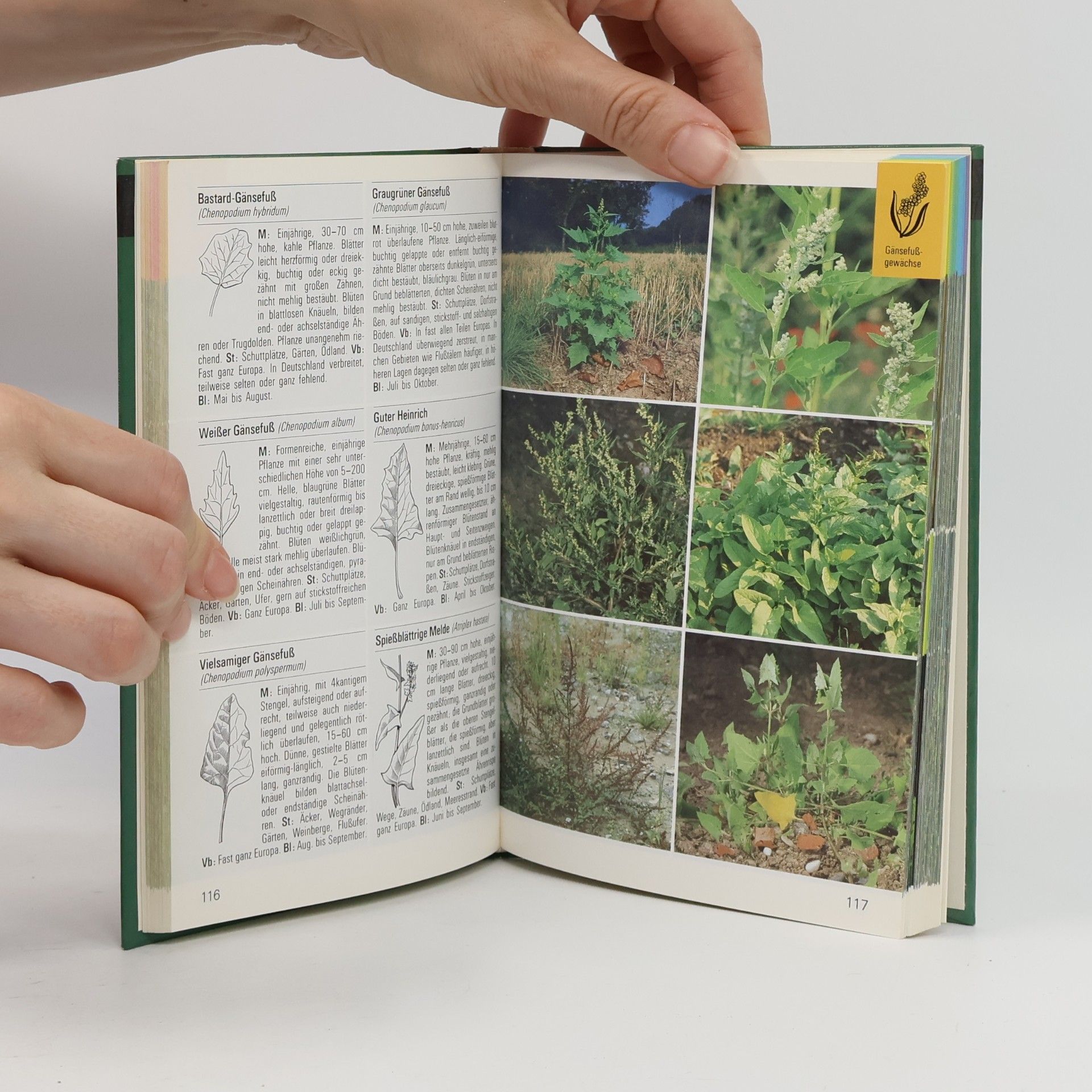 Kolektiv autorů Wildblumen