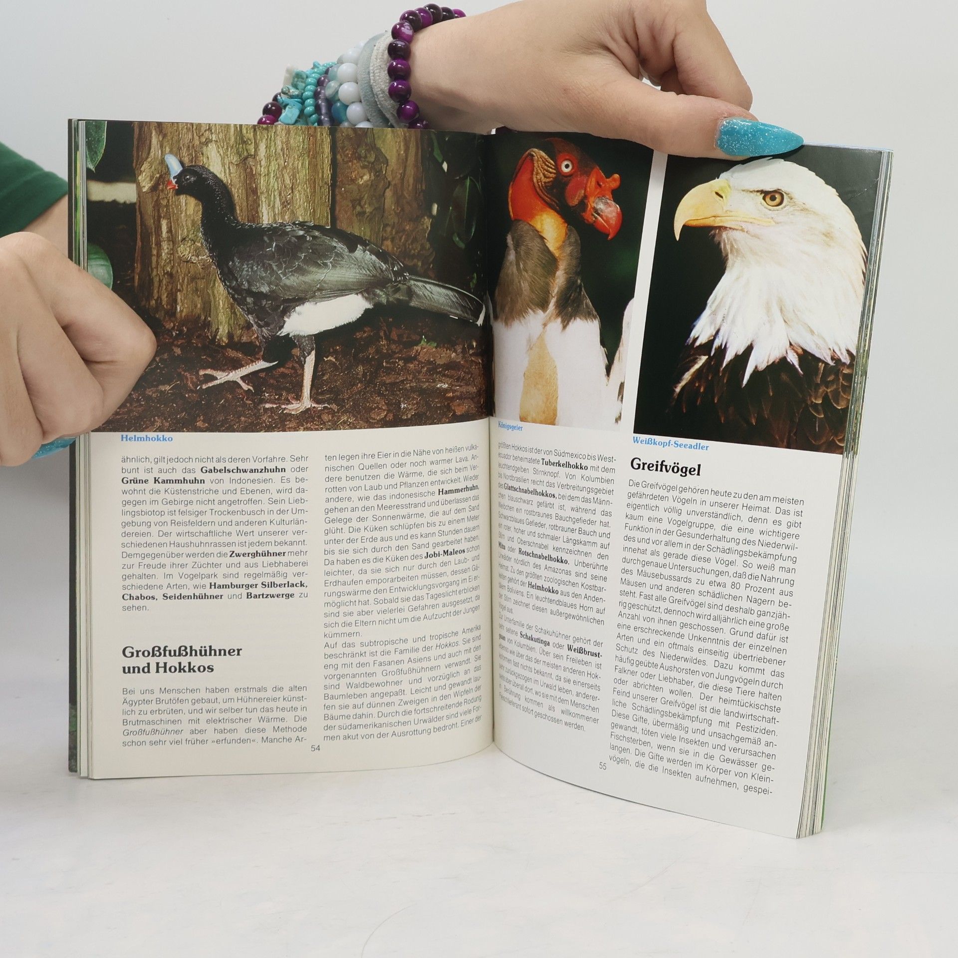 kolektiv Vogelpark Walsroda
