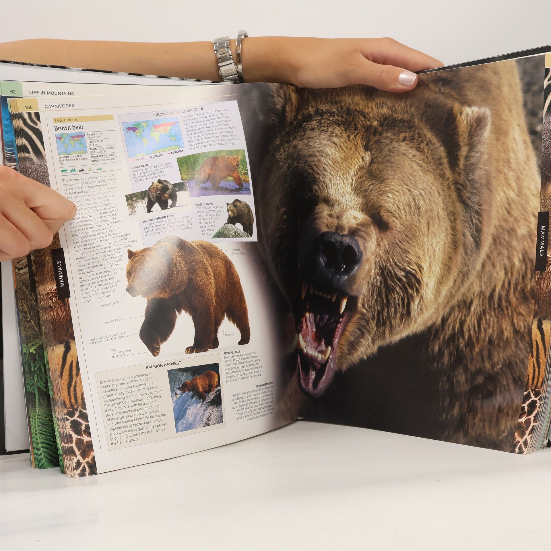 David Burnie Animal. The Definitive visual Guide to the World´s wildlife.