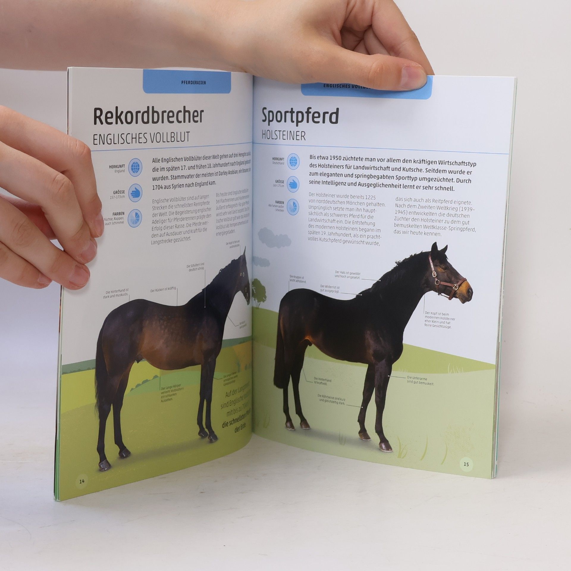 Autorenkollektiv Pferde und Ponys