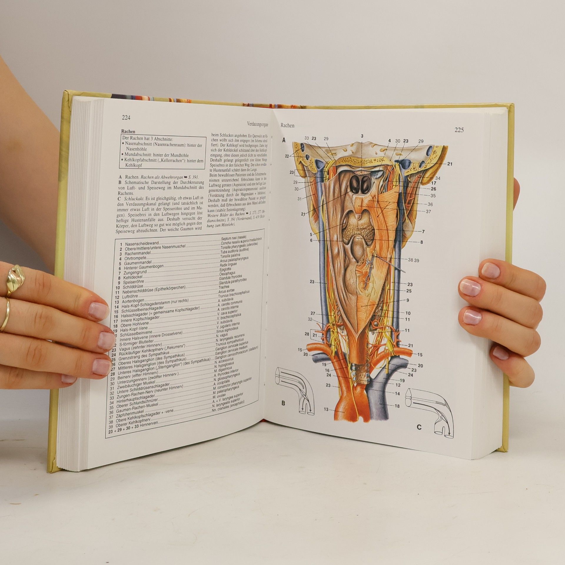 Herbert Lippert Handbuch Anatomie