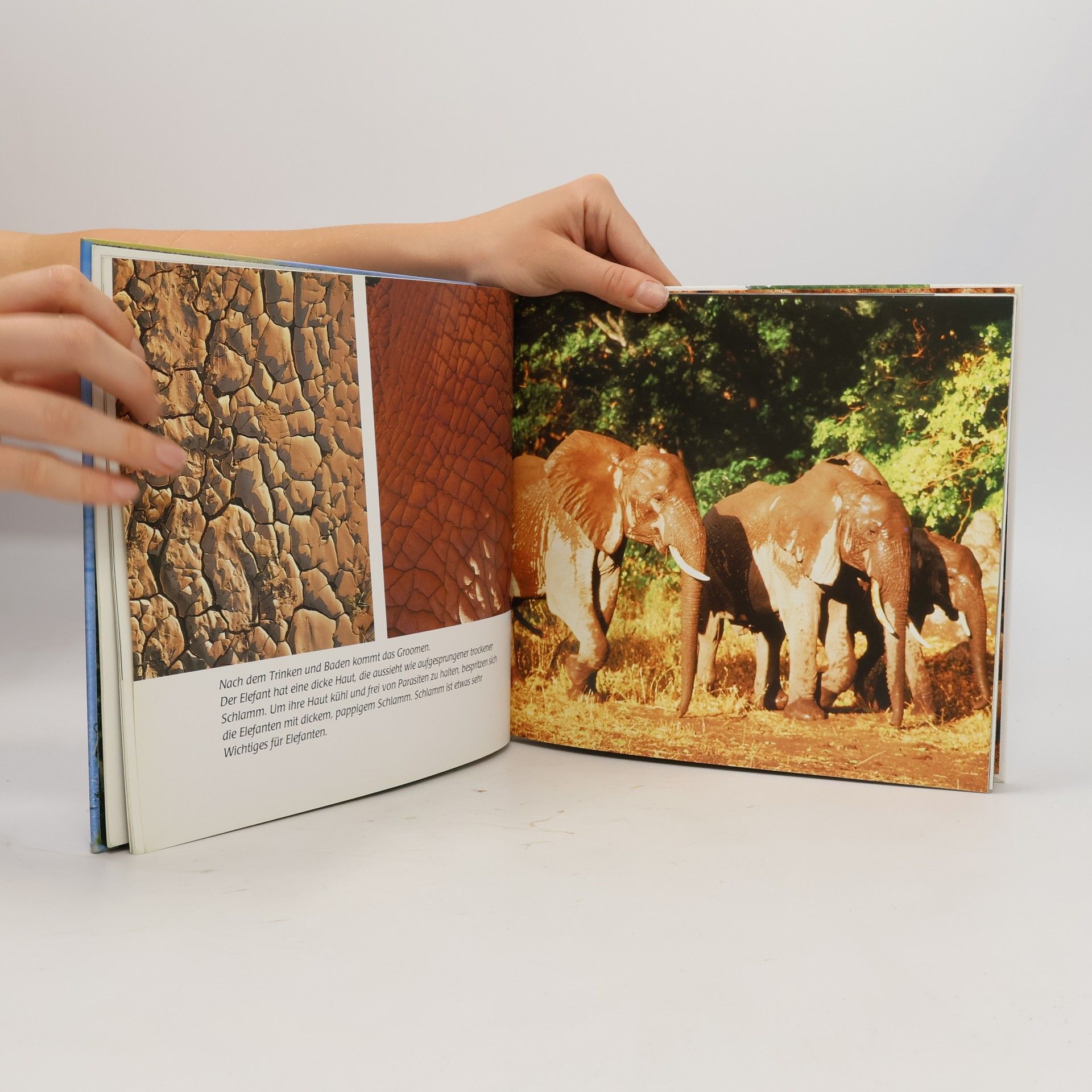 Oria Douglas-Hamilton Das Elefanten-Kinder-Buch