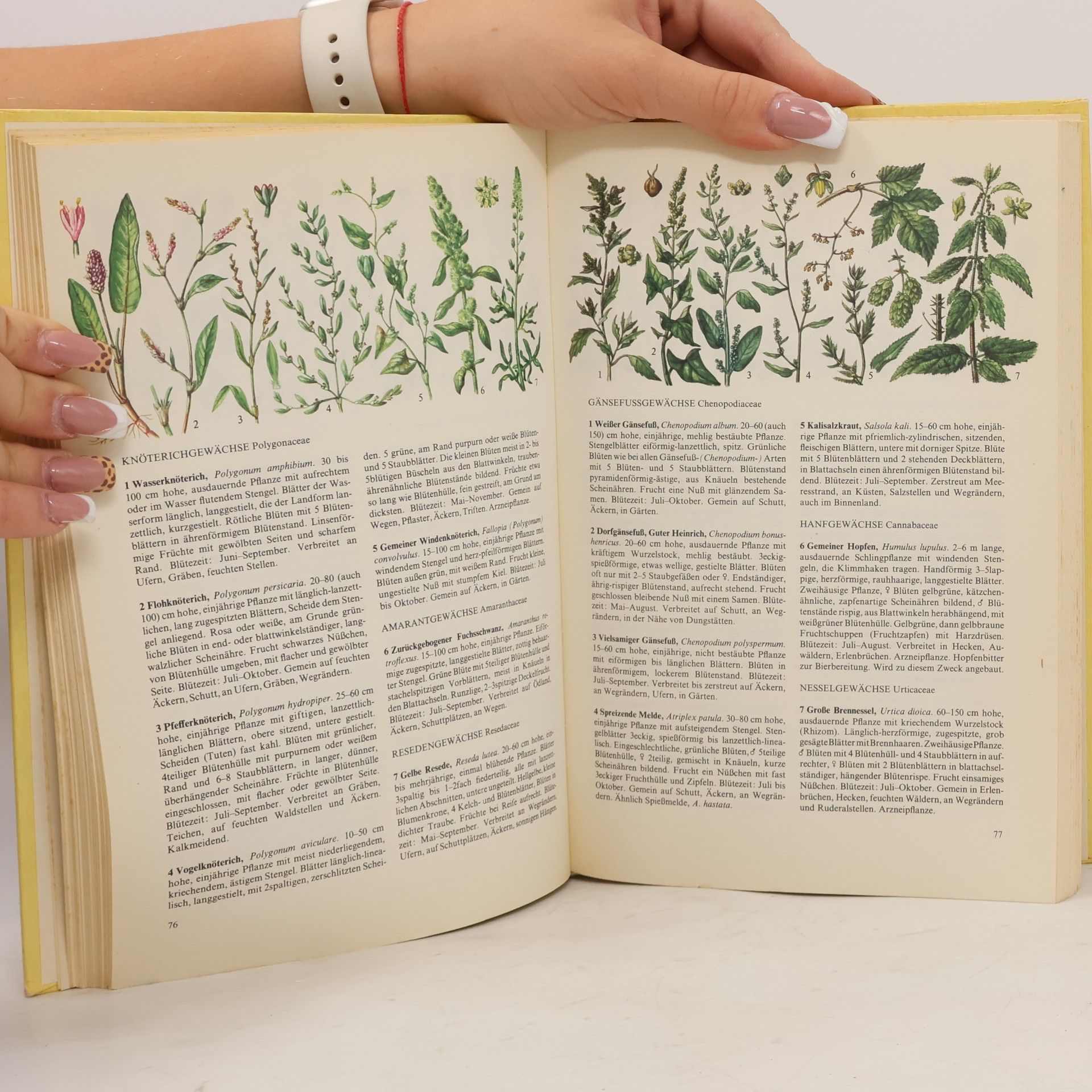 Autorenkollektiv Pflanzen und Tiere. Ein Naturführer