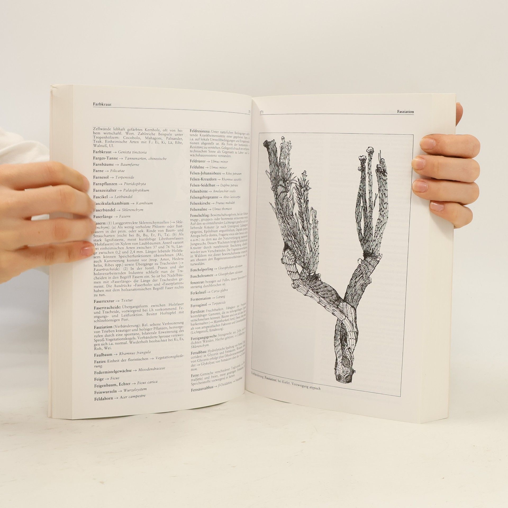 Peter Schütt Lexikon der Baum- und Straucharten
