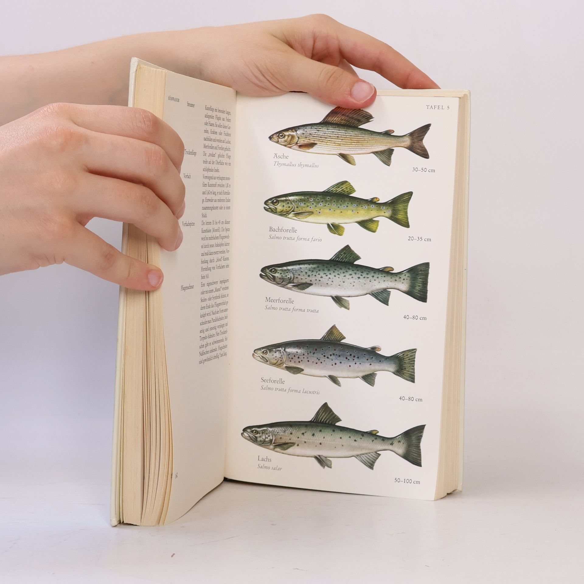 Colin Willock Das grosse ABC des Fischens