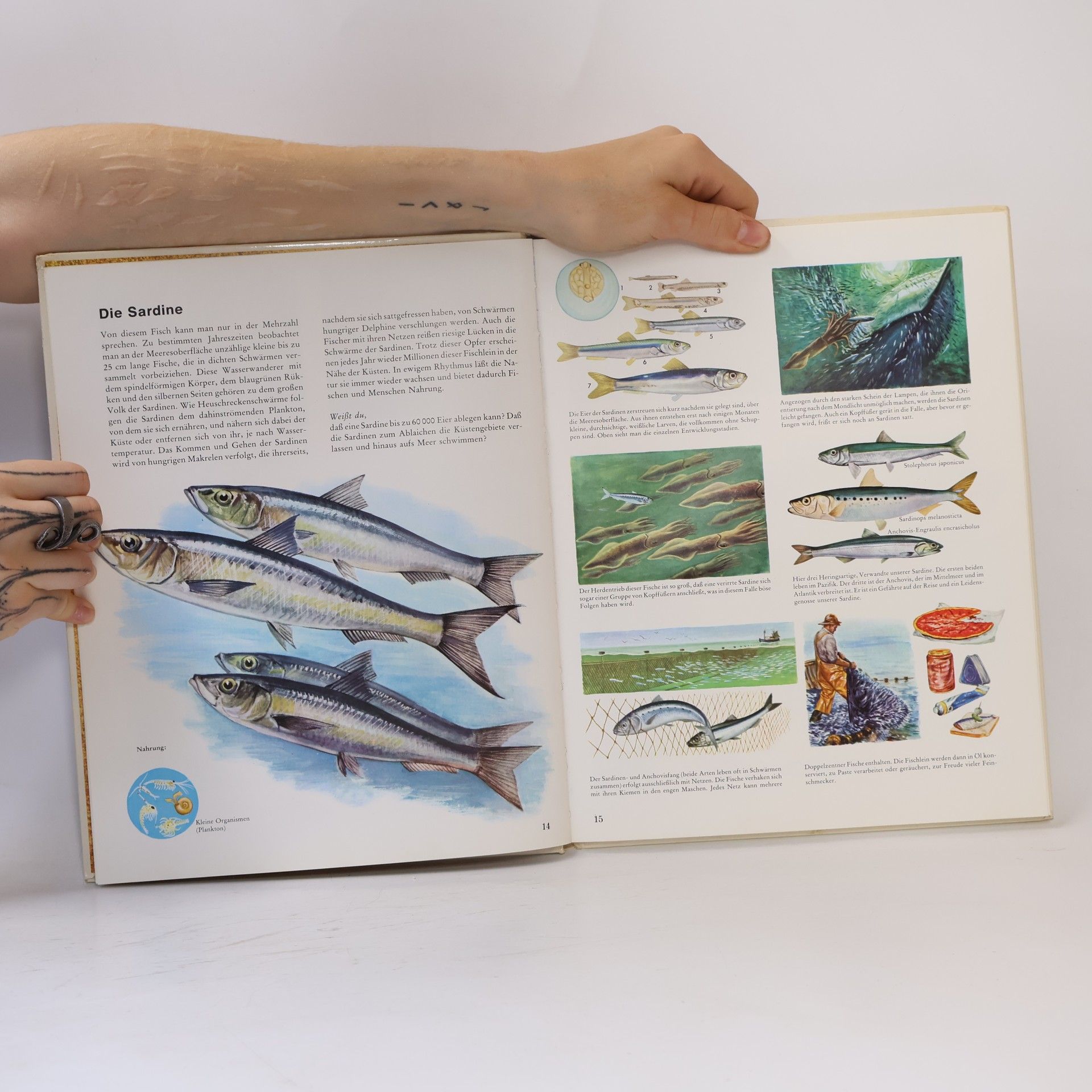 Rinaldo D. D'Ami Tiere in Wind und Meer