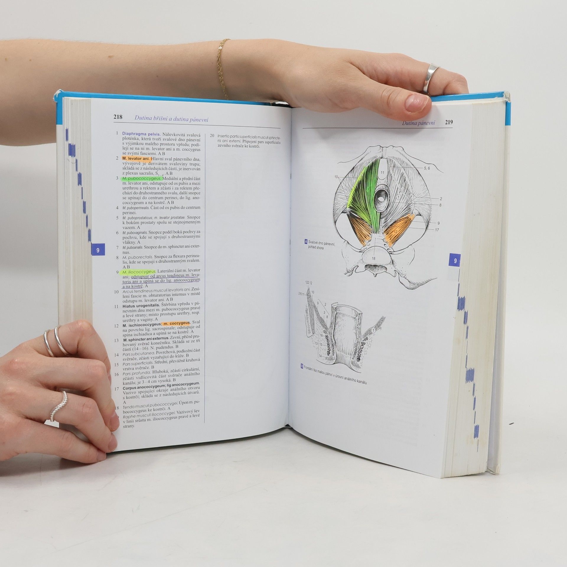 Wolfgang Dauber Feneisův obrazový slovník anatomie