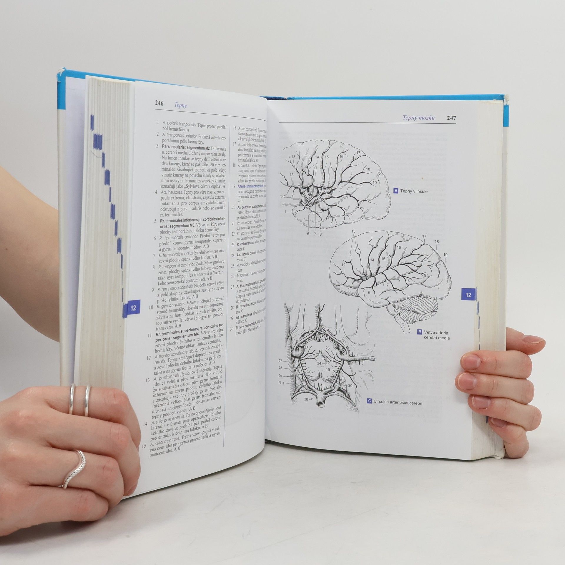 Wolfgang Dauber Feneisův obrazový slovník anatomie