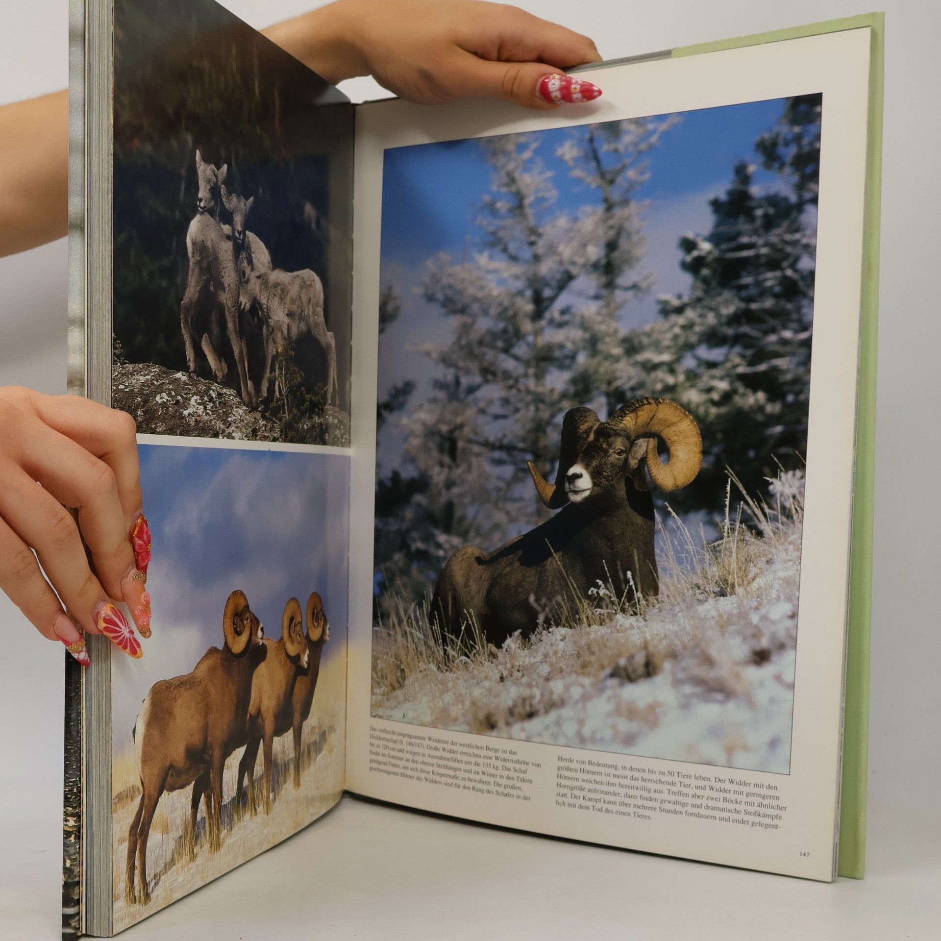 Rupert Matthews Kanadas Wildtiere