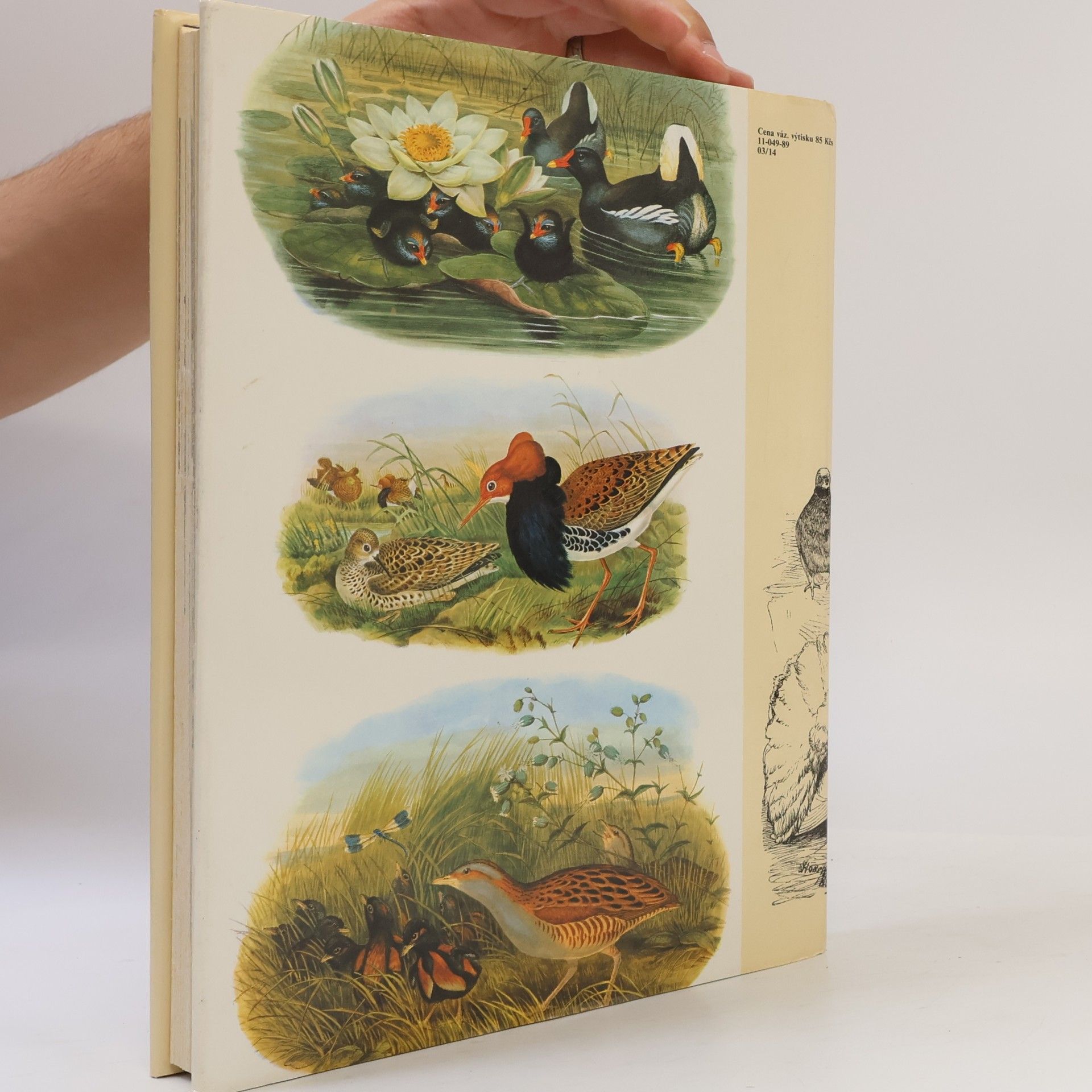 Charles Darwin Darwinův původ druhů v ilustracích