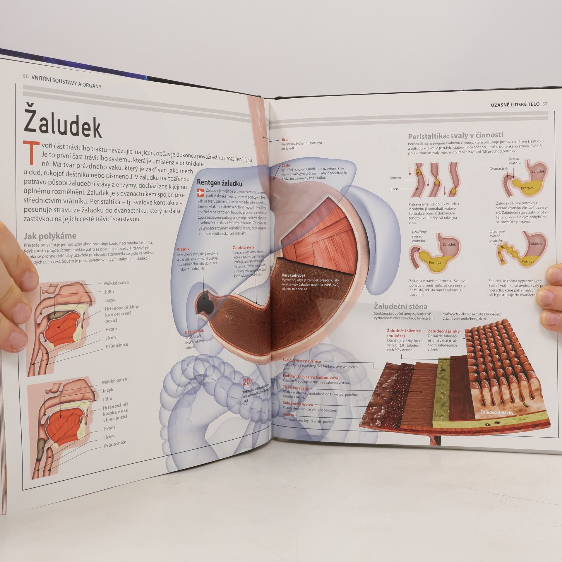 Kolektiv autorů Úžasné lidské tělo - Jak to funguje?