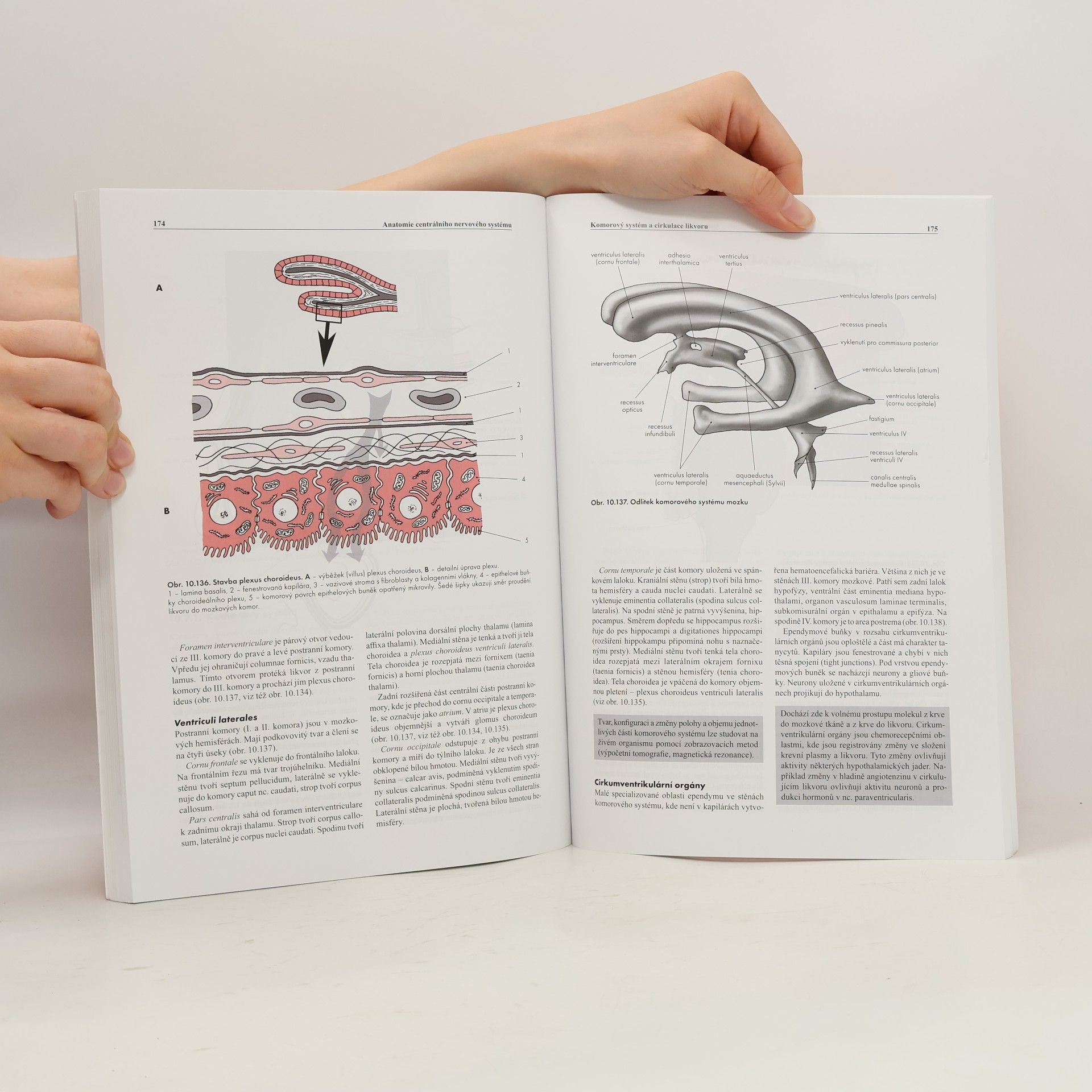 Rastislav Druga Základy anatomie. 4a., Centrální nervový systém
