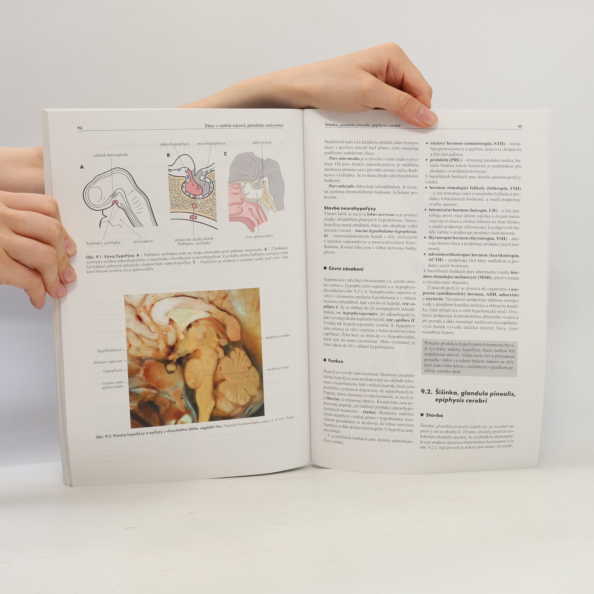 Ondřej Naňka Základy anatomie. 3b., Močopohlavní a endokrinní systém