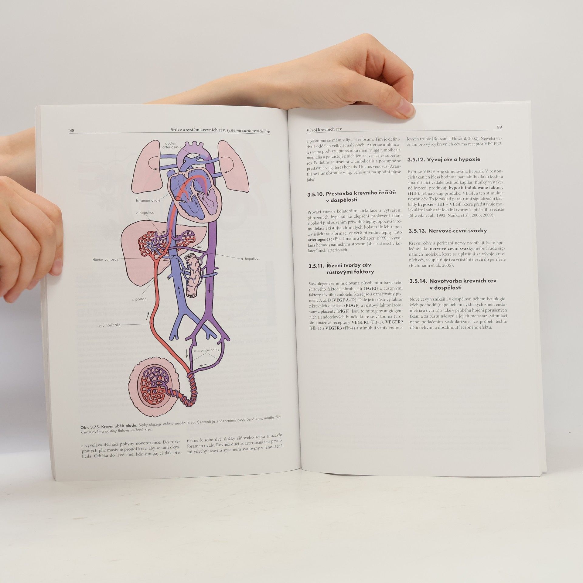 Miloš Grim Základy anatomie. 2., Kardiovaskulární a lymfatický systém