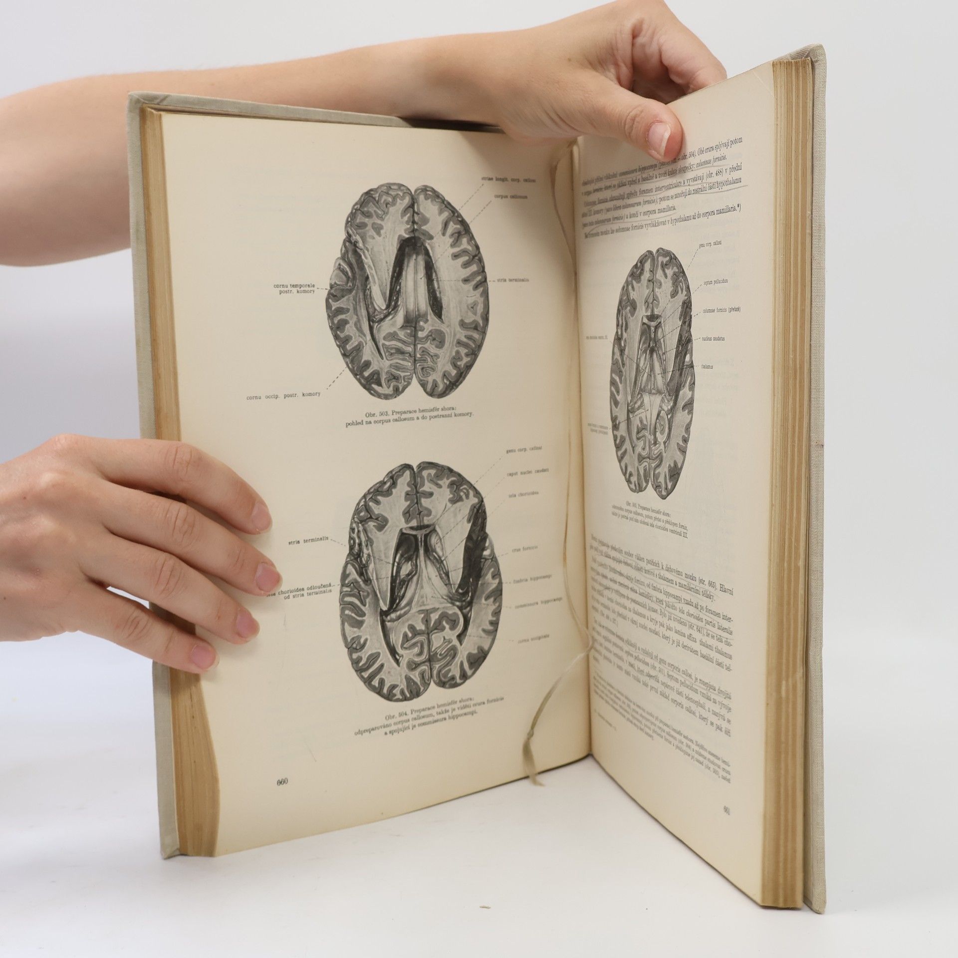 Auteurscollectief Soustavná anatomie člověka II.