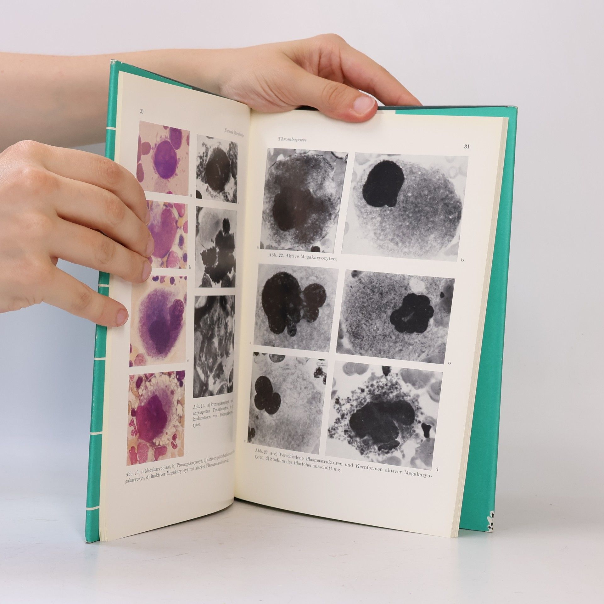 Fritz Heckner Leitfaden der Blutzellkunde