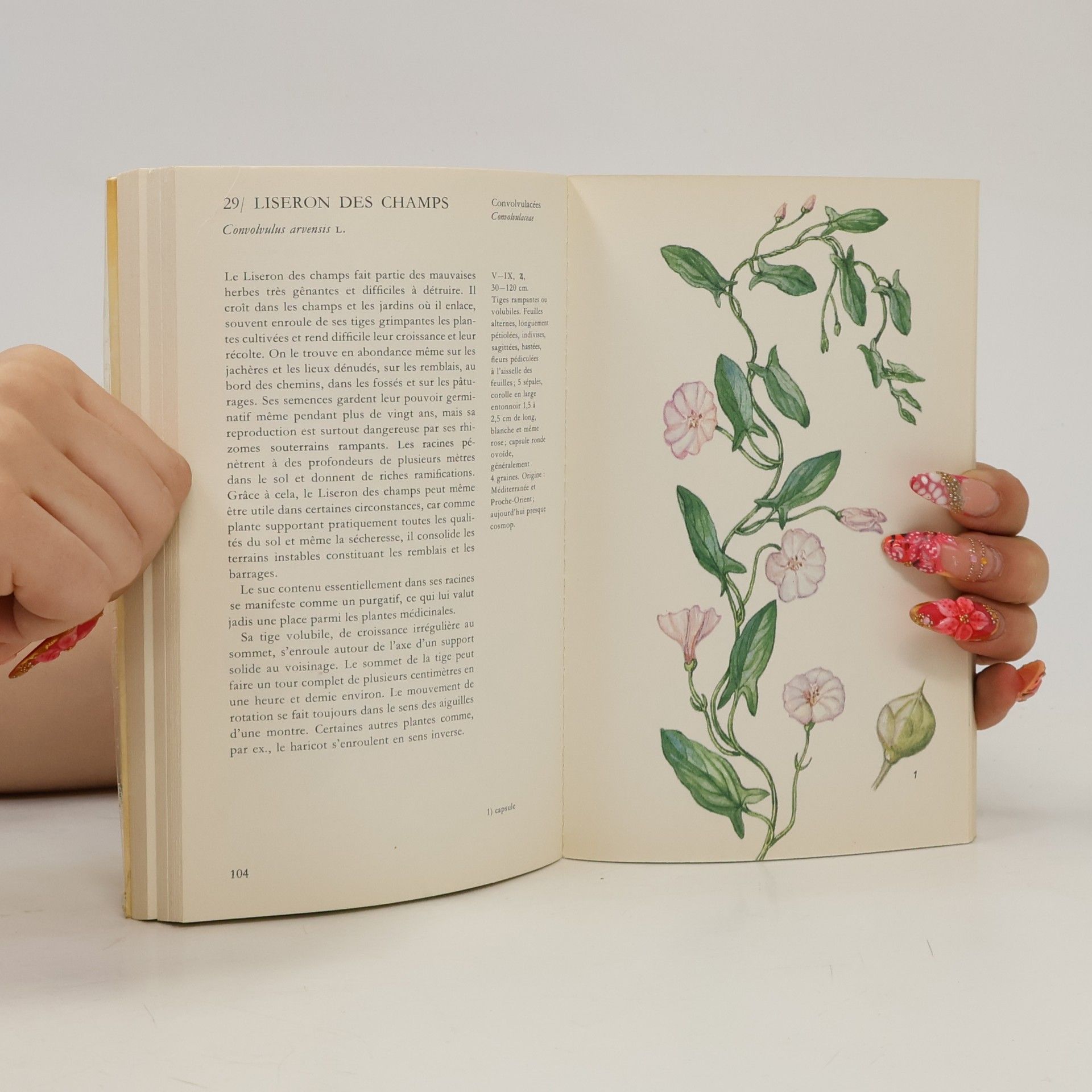 Bohumil Slavík Les plantes sauvages