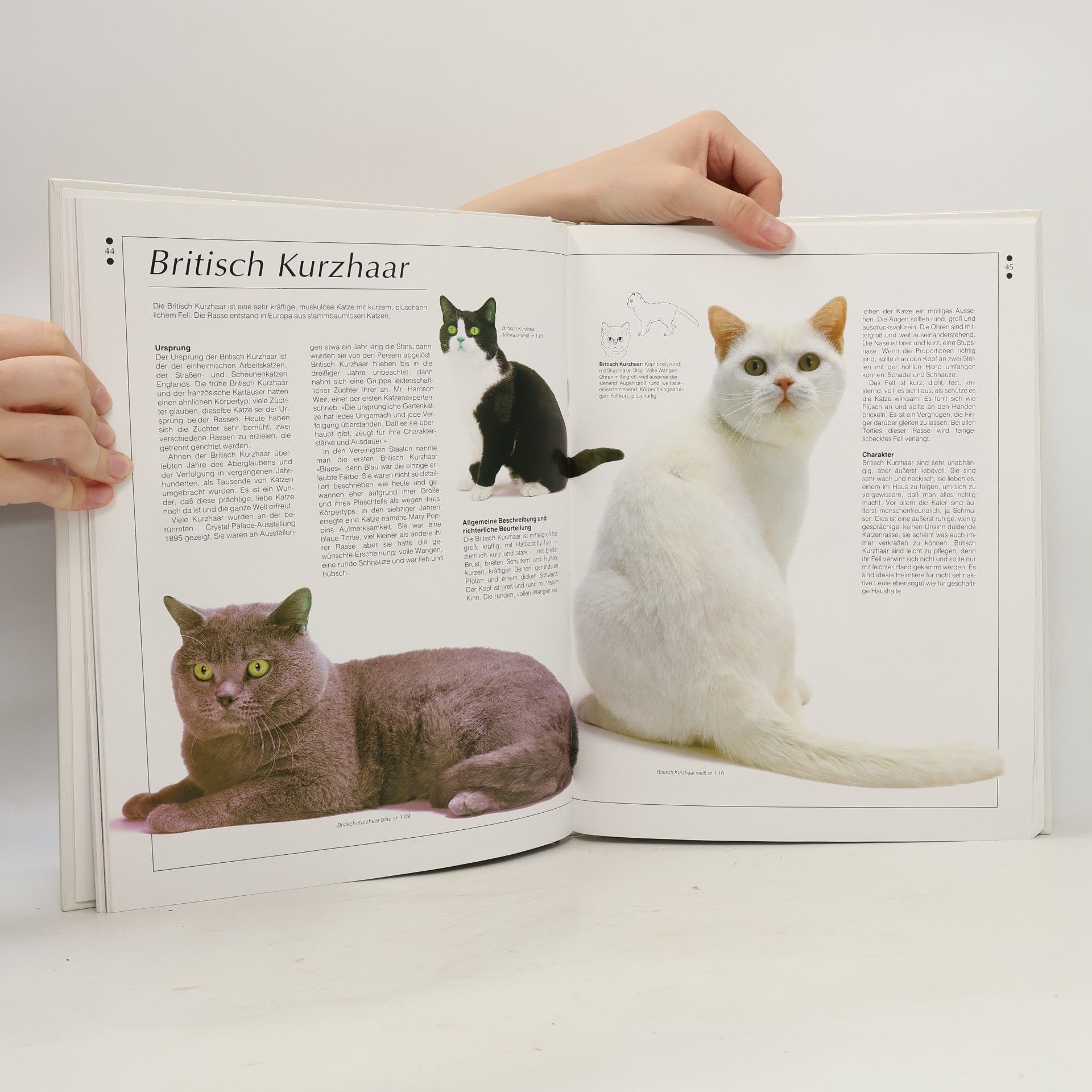 Gloria Stephens Katzen.