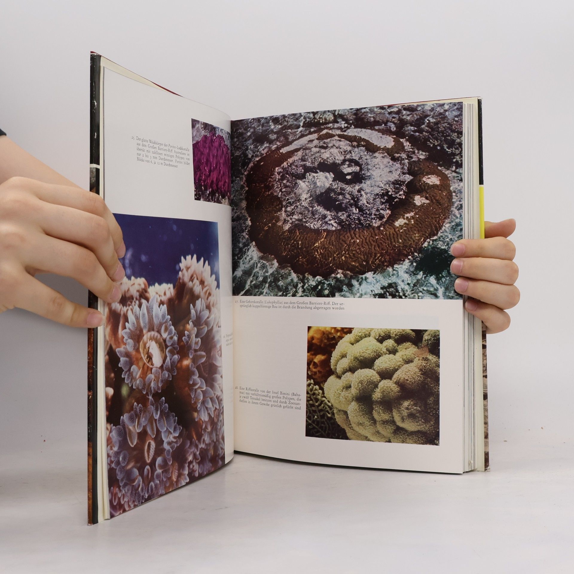 Various authors Knaurs Tierreich in Farben - Niedere Tiere