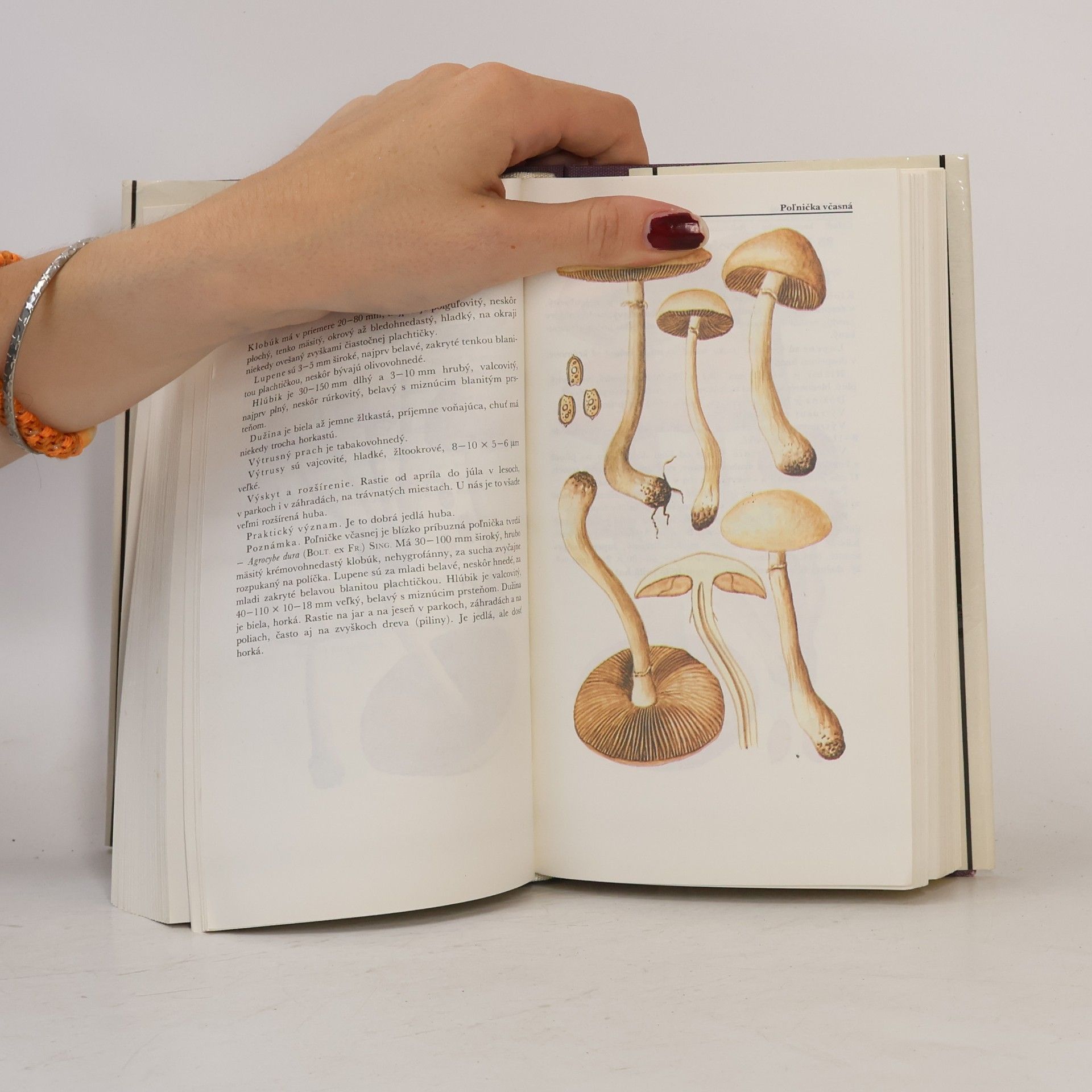 Aurel Dermek Malý atlas húb