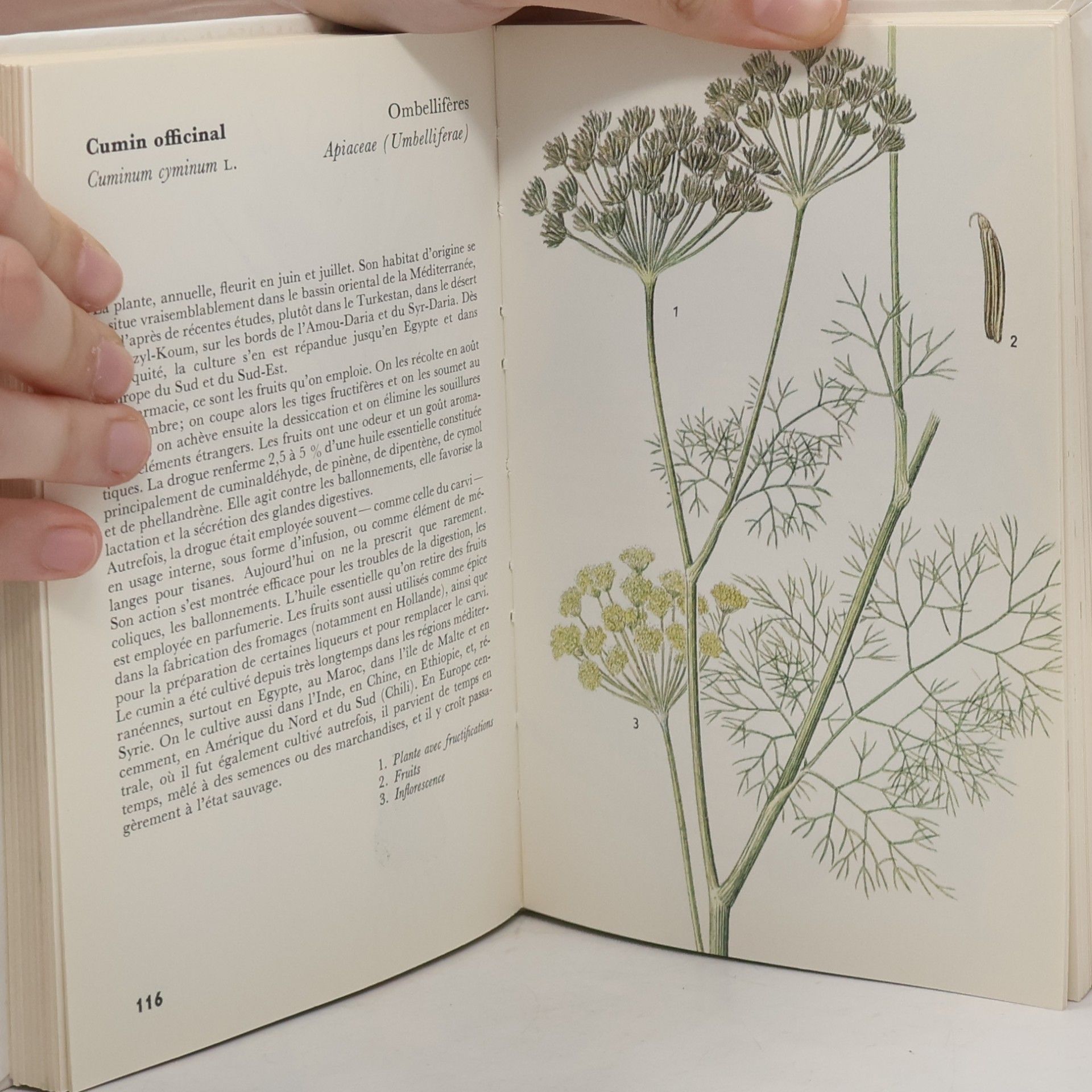 František Starý Plantes médicinales : atlas illustré