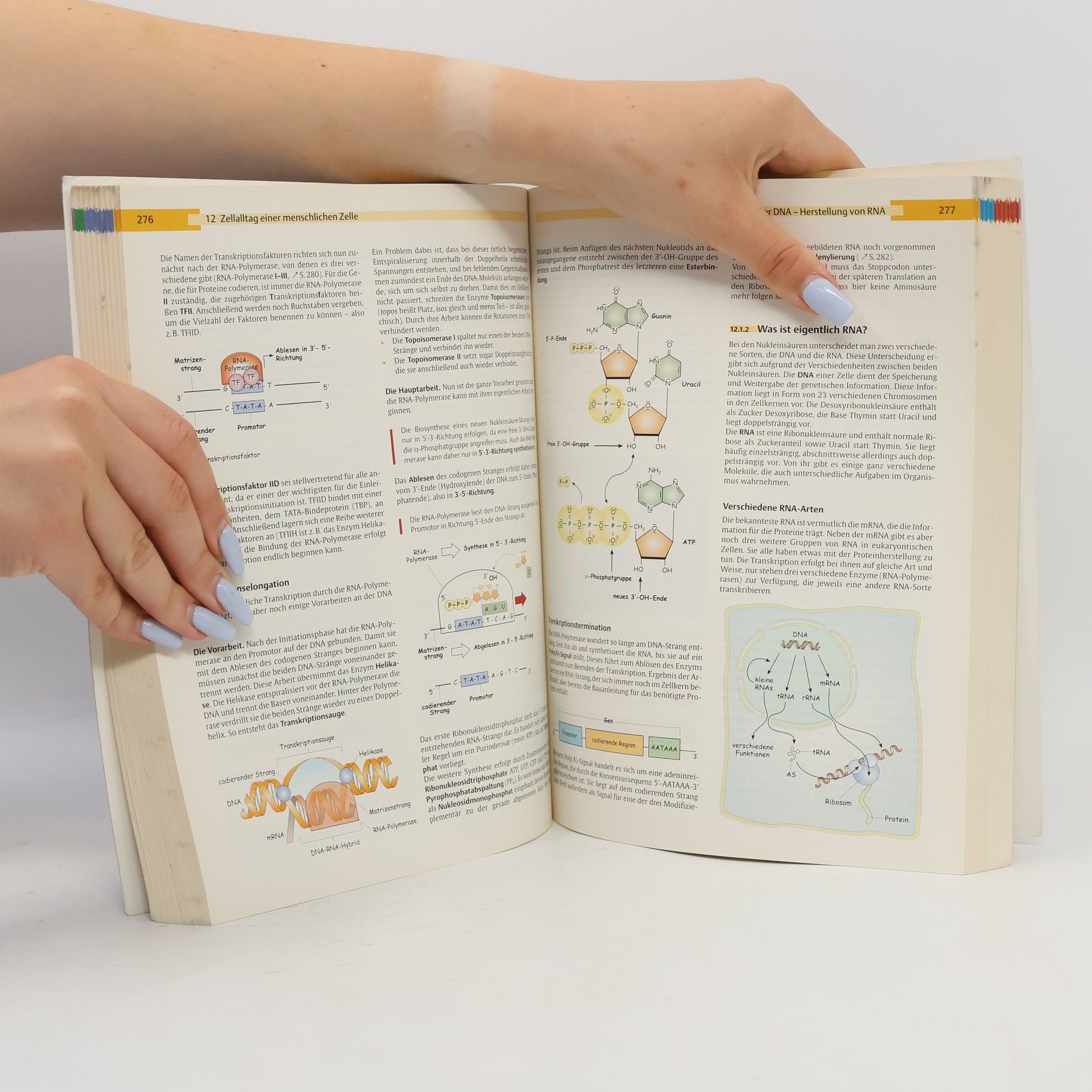 Autorenkollektiv Biochemie des Menschen