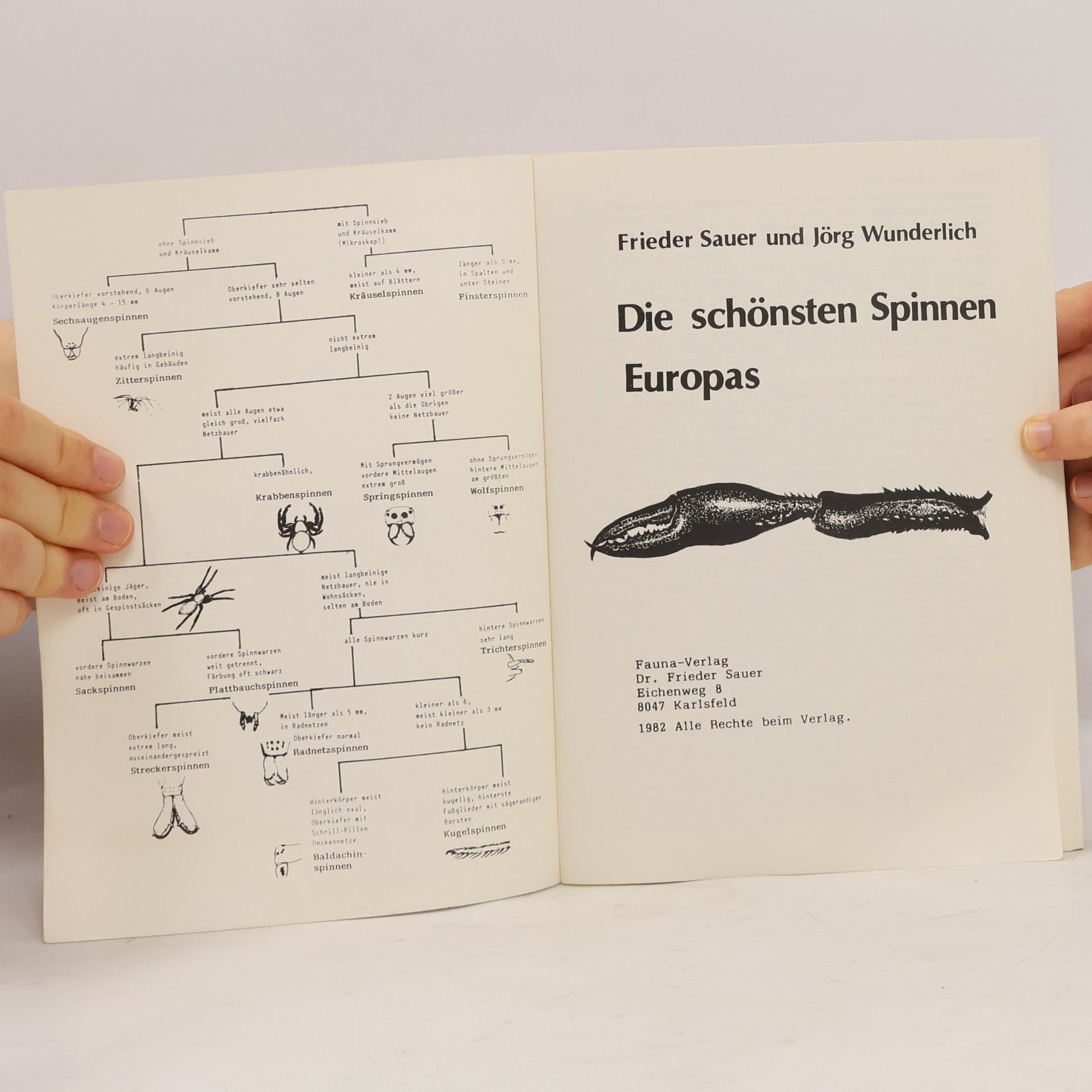 Frieder Sauer Die Schönsten Spinnen Europas