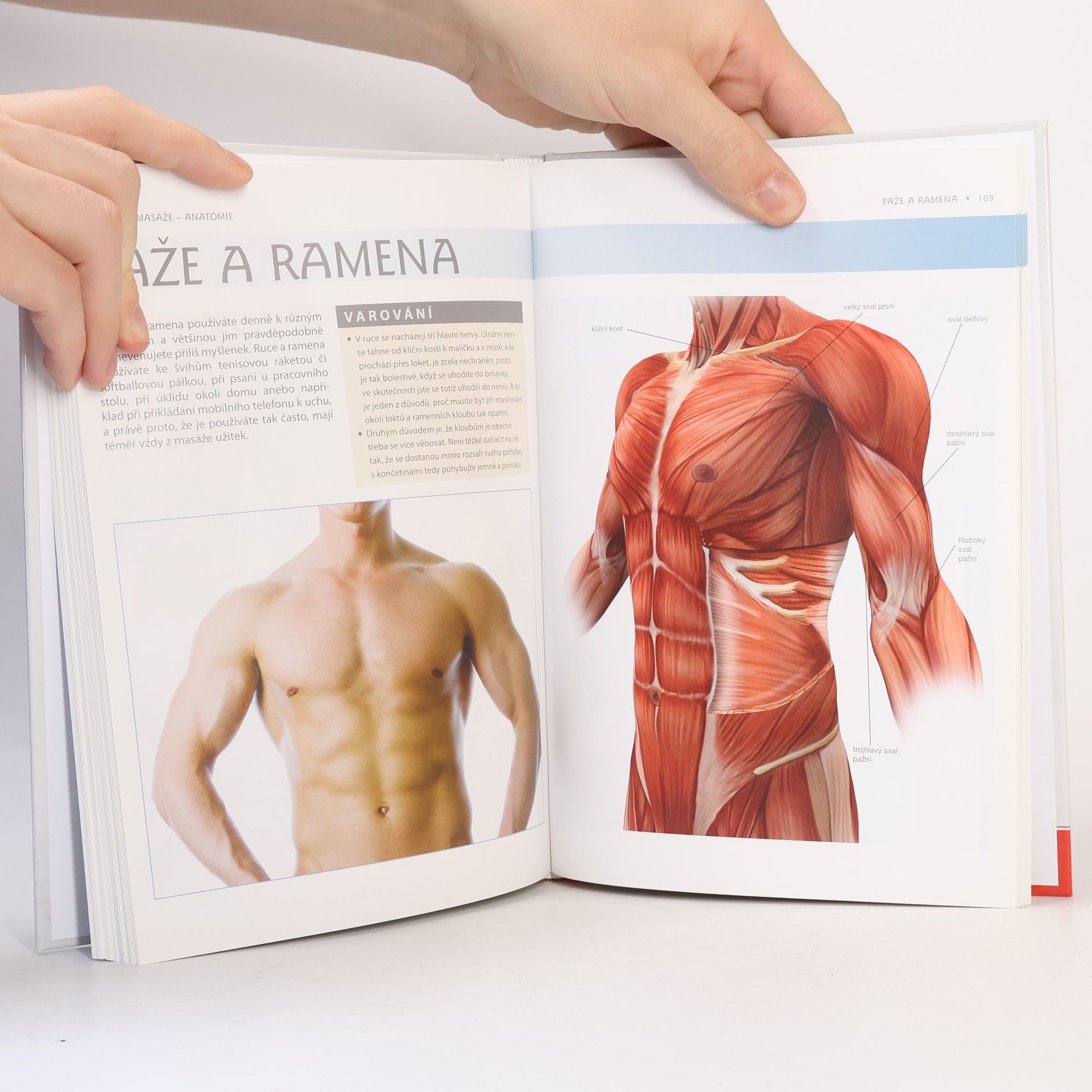 Abby Ellsworth Masáže - Anatomie. Průvodce sedmi masážními styly a jejich vlivem na konkrétní svalové skupiny