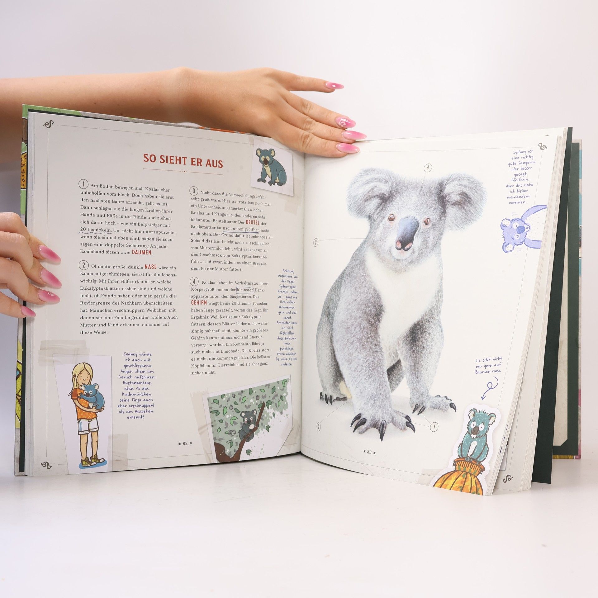 Margit Auer Die Schule der magischen Tiere: Mister Morrisons gesammeltes Tierwissen