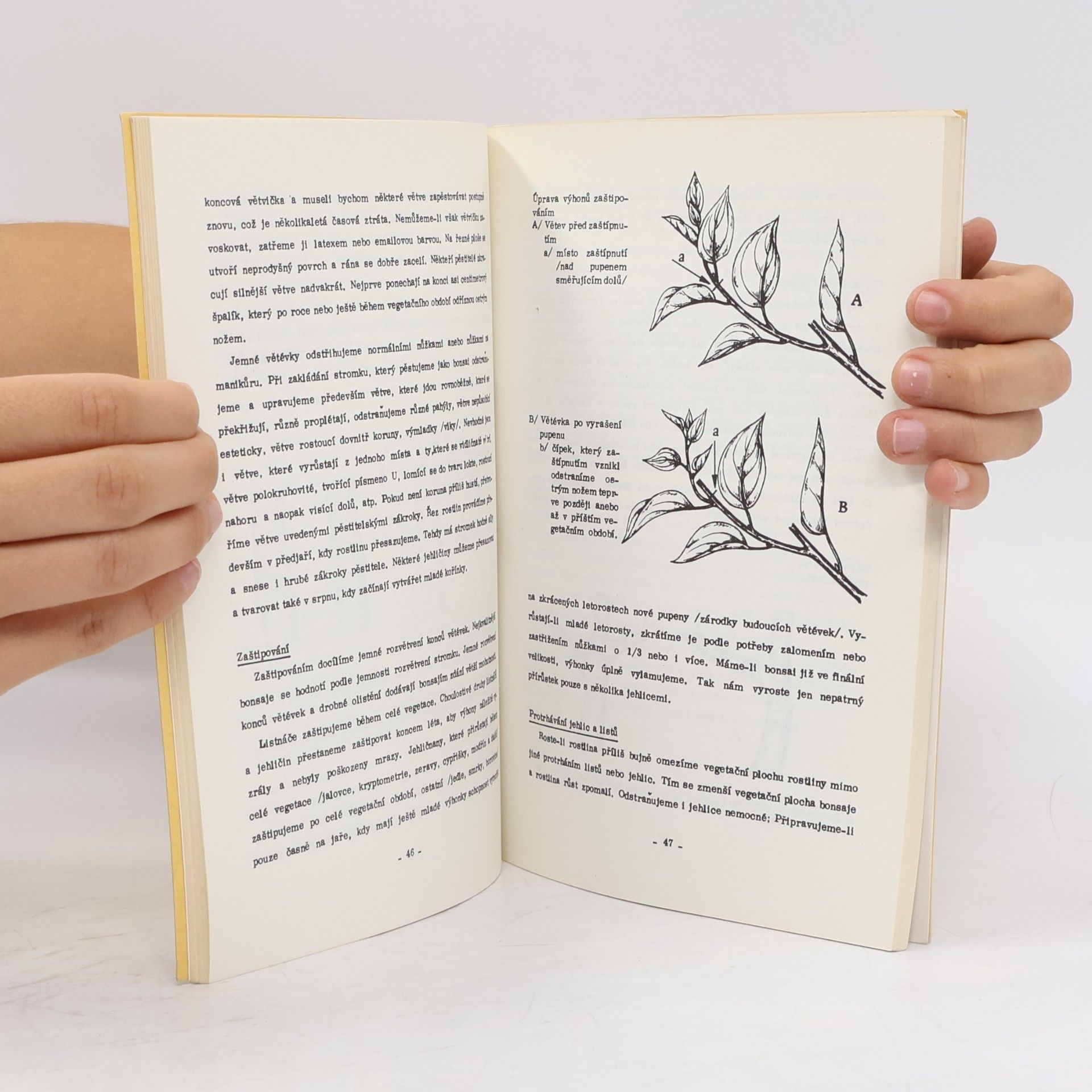 Zdeněk Hrdlička Bonsai. Miniaturní strom v misce