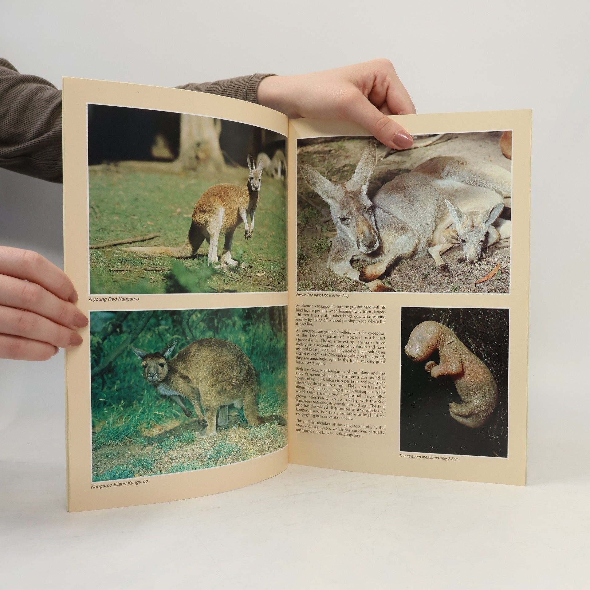 Sue Hughes Presenting Australia's Kangaroos