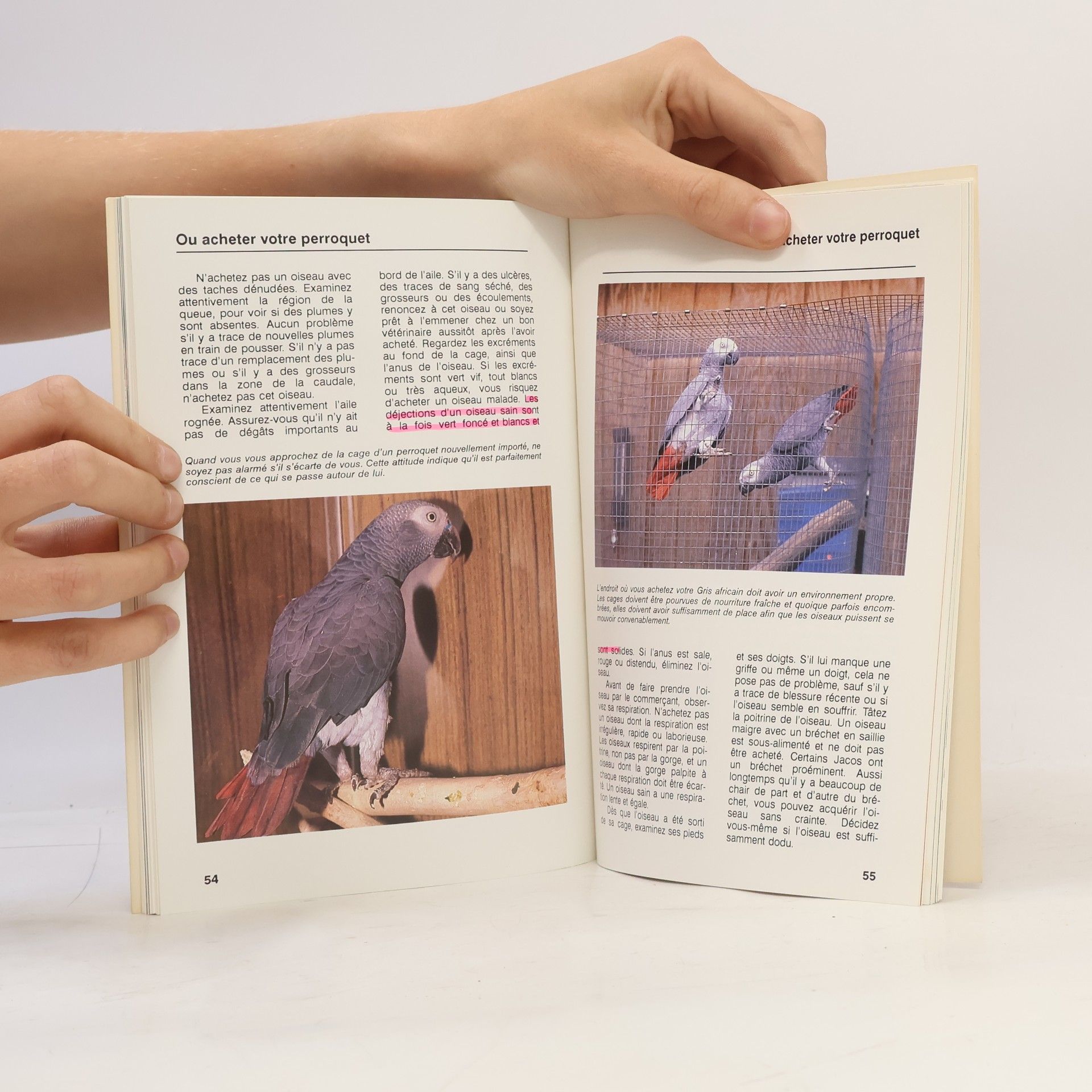 Risa Teitler Introduction aux Perroquets Gris Africains