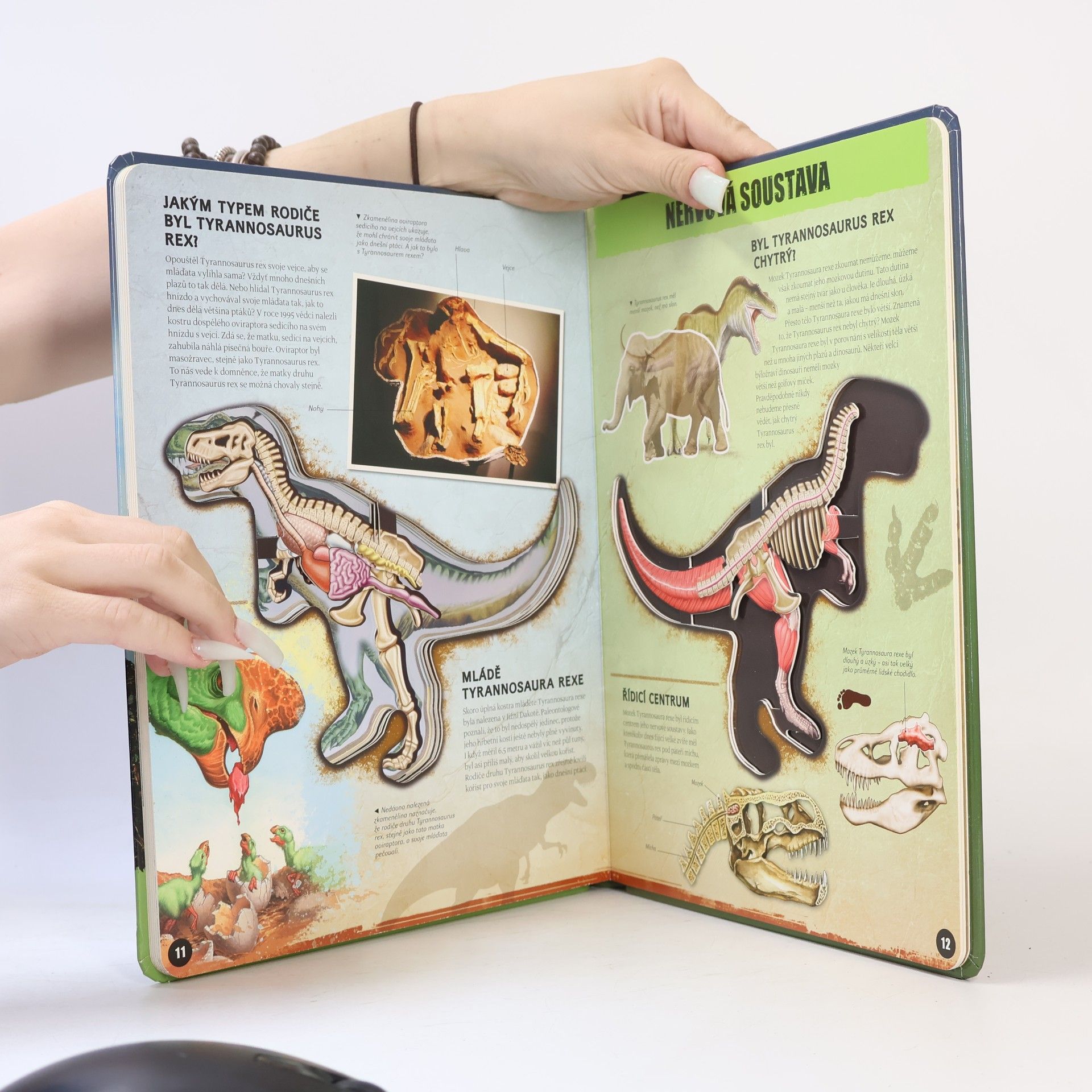Dennis Schatz T-Rex zevnitř: Poznej nejslavnějšího dinosaura na světě!