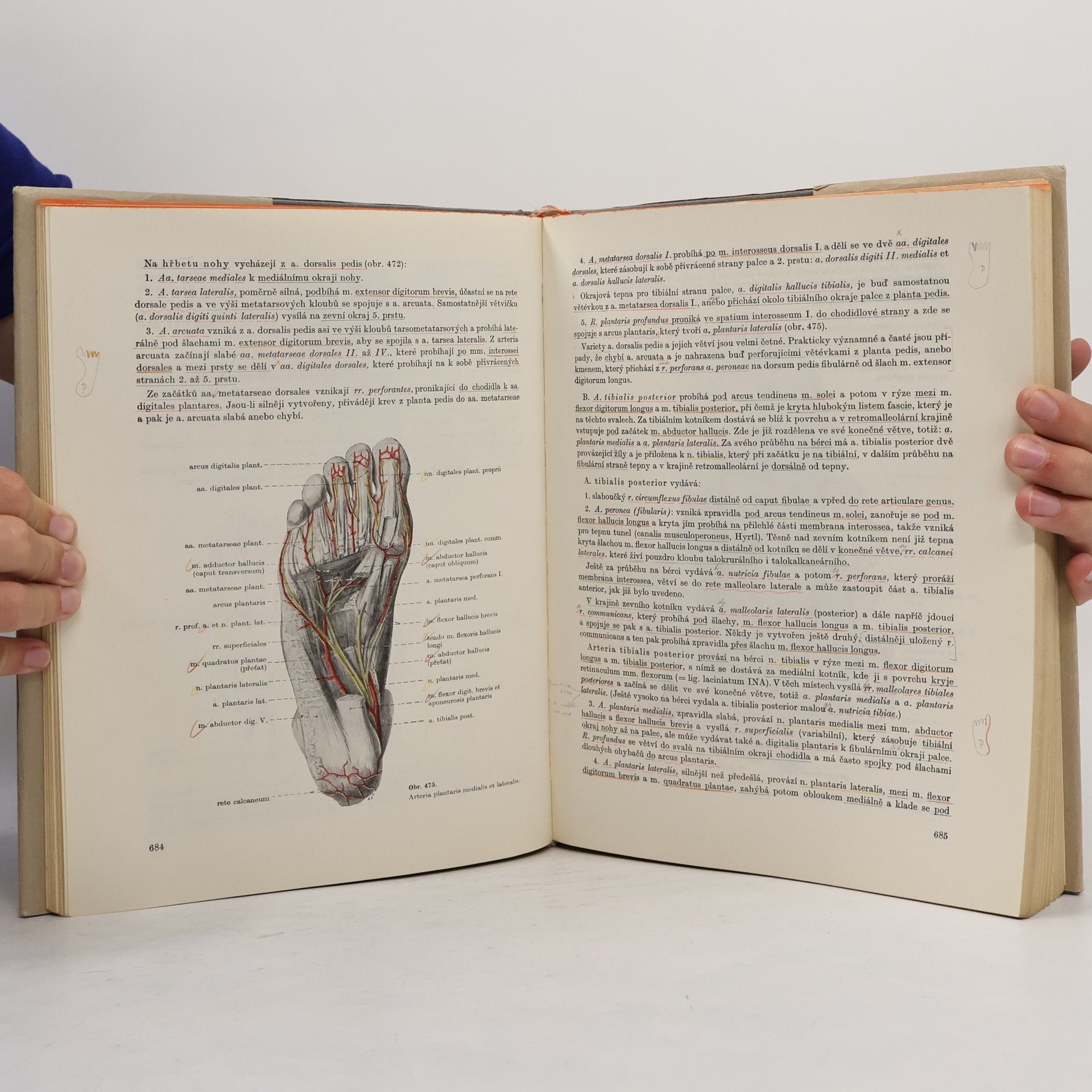 Autorenkollektiv Soustavná anatomie člověka (II. díl)