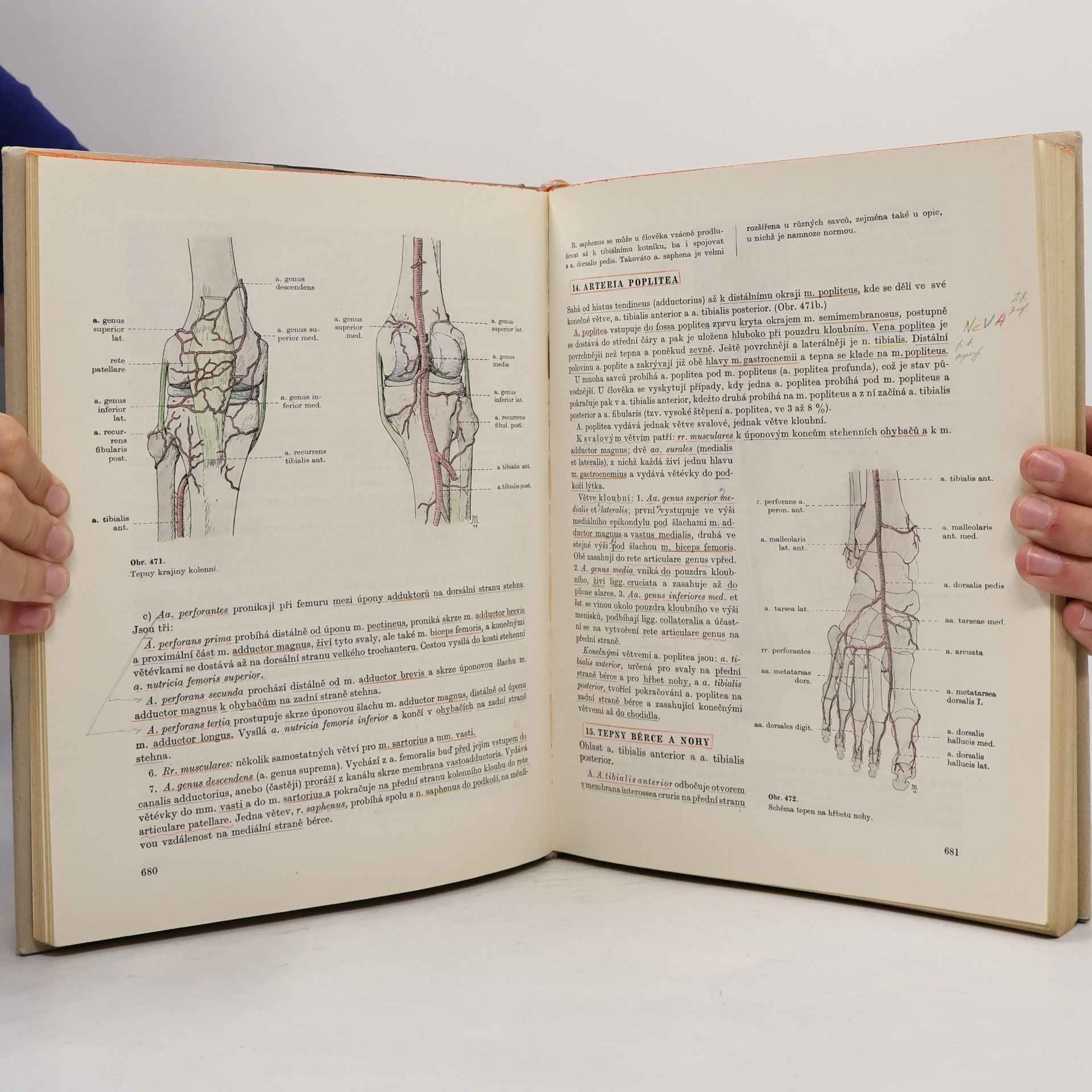 Autorenkollektiv Soustavná anatomie člověka (II. díl)