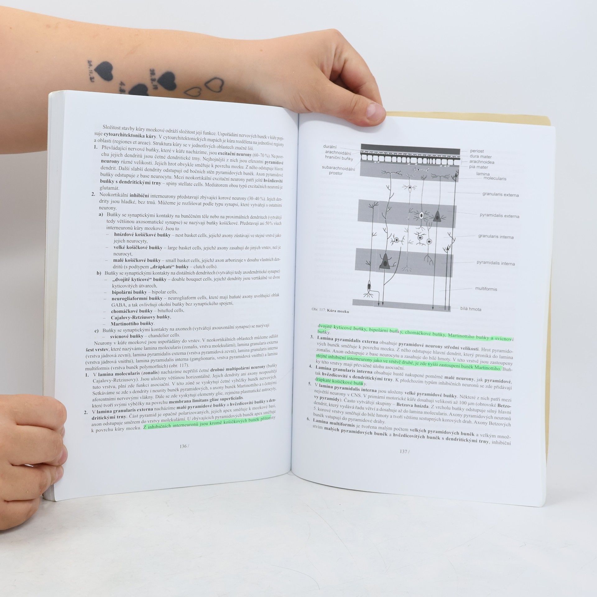 Václava Konrádová Lékařská histologie II.