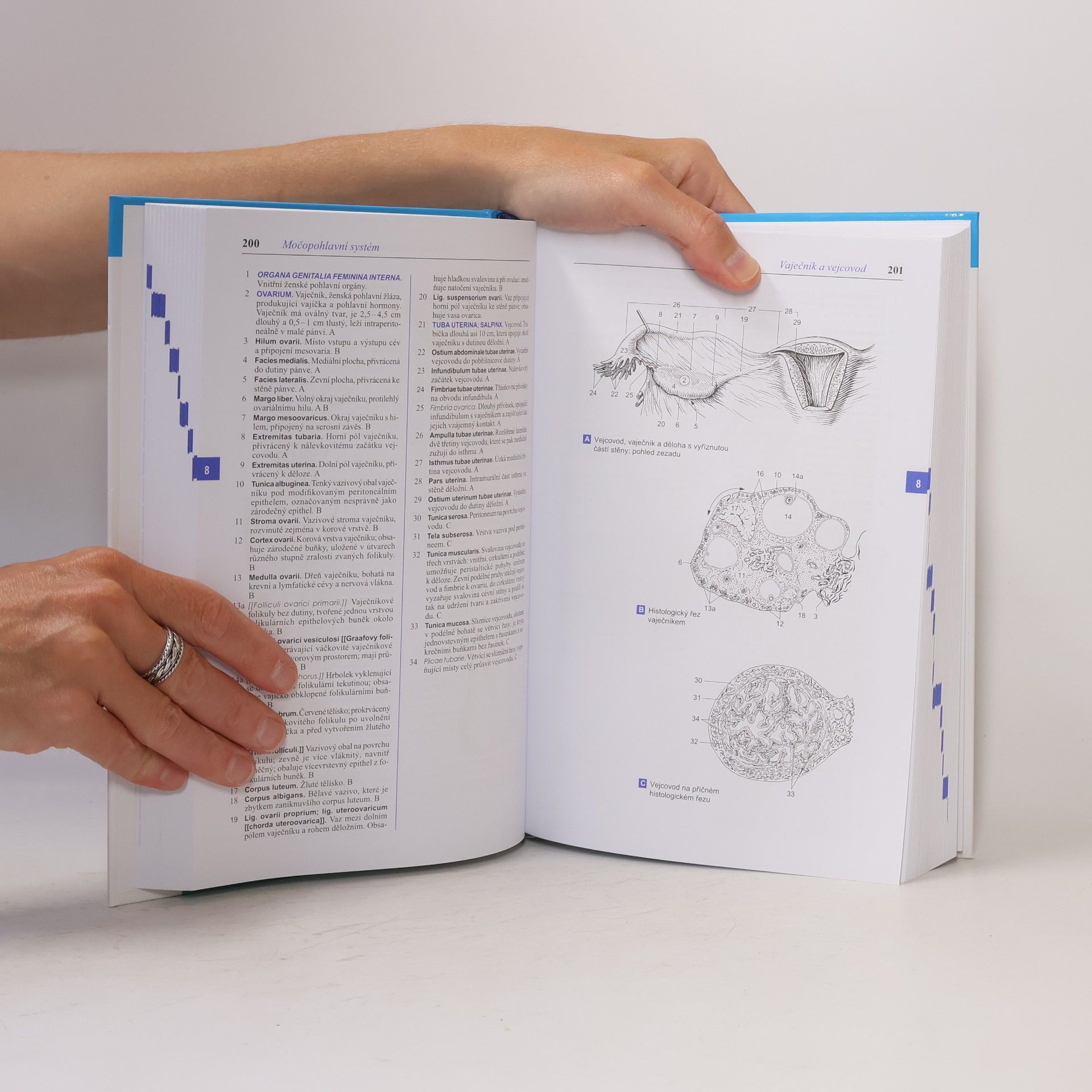 Wolfgang Dauber Feneisův obrazový slovník anatomie