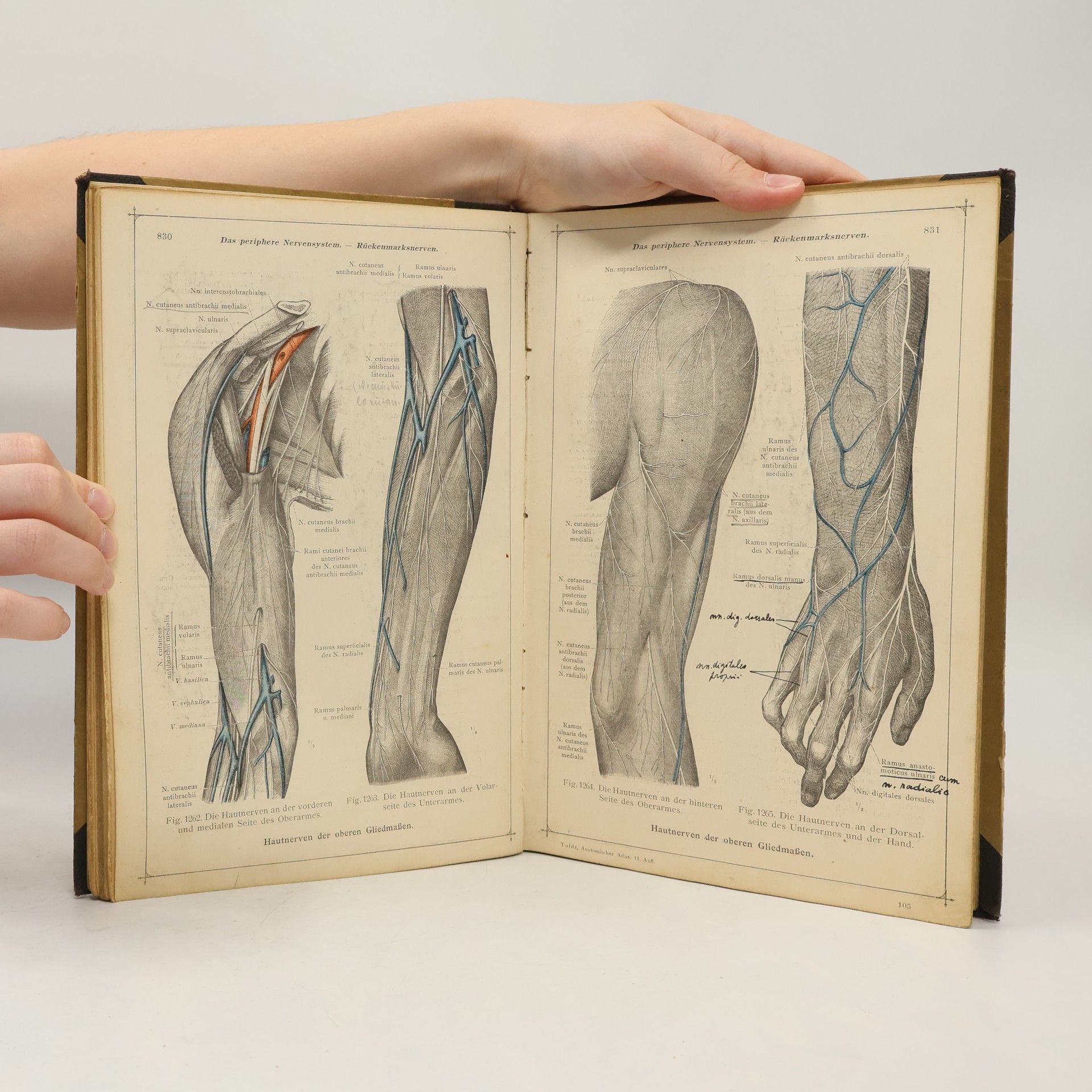 Ferdinand von Hochstetter oldts Anatomischer Atlas für Studierende und Ärzte 3
