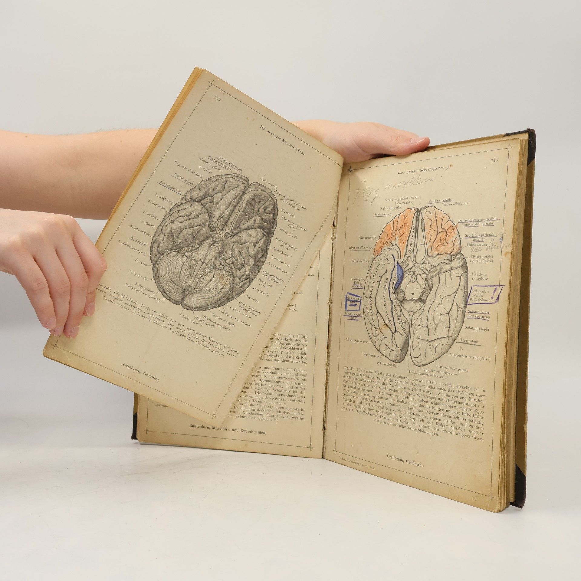 Ferdinand von Hochstetter oldts Anatomischer Atlas für Studierende und Ärzte 3