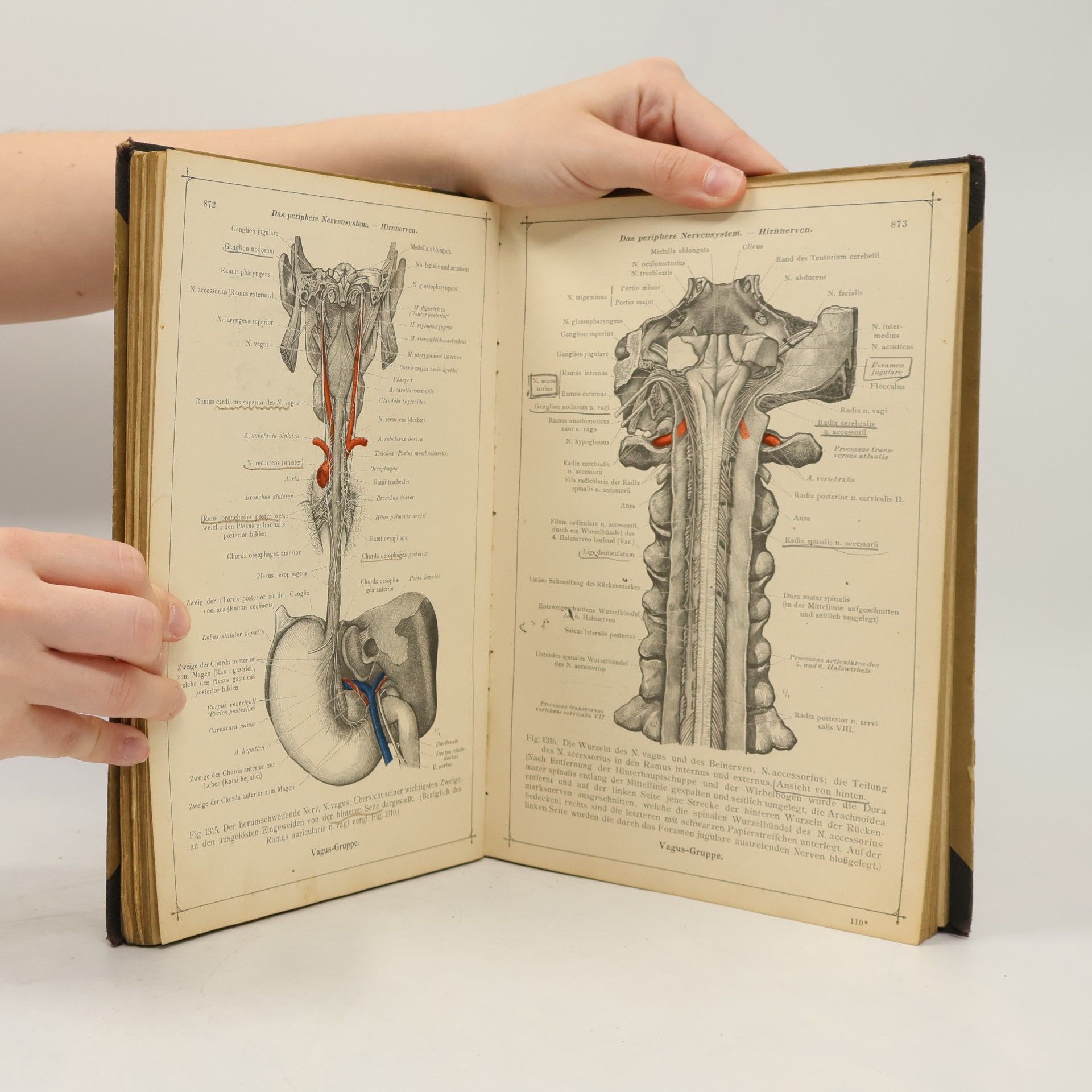 Ferdinand von Hochstetter oldts Anatomischer Atlas für Studierende und Ärzte 3